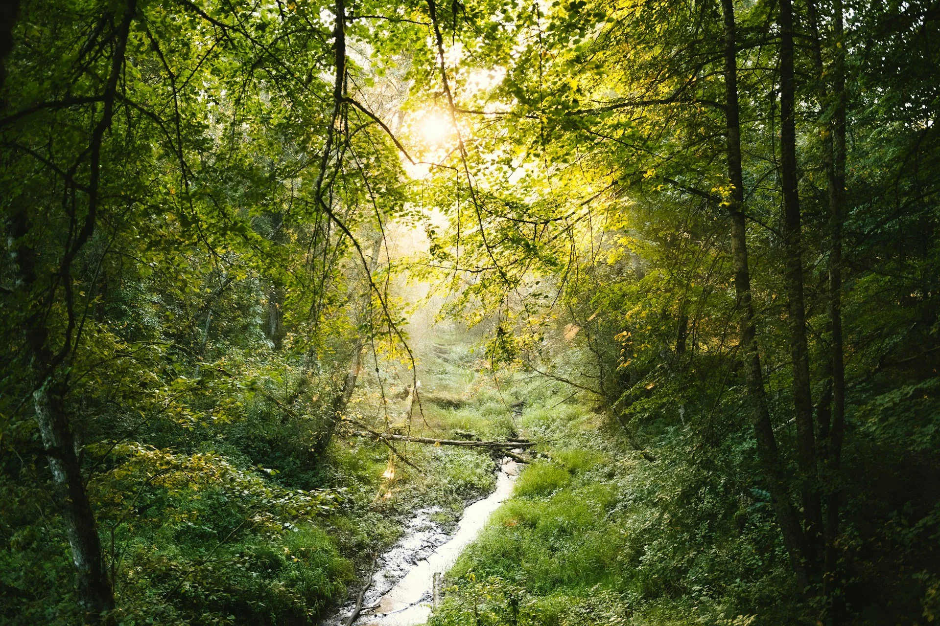 Sunlight filtering through a peaceful forest, representing healing and personal growth.