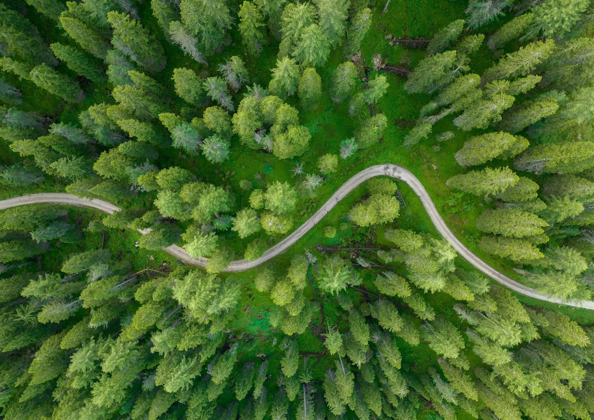 A winding path through a forest viewed from above, representing pattern recognition and new perspectives in trauma therapy.