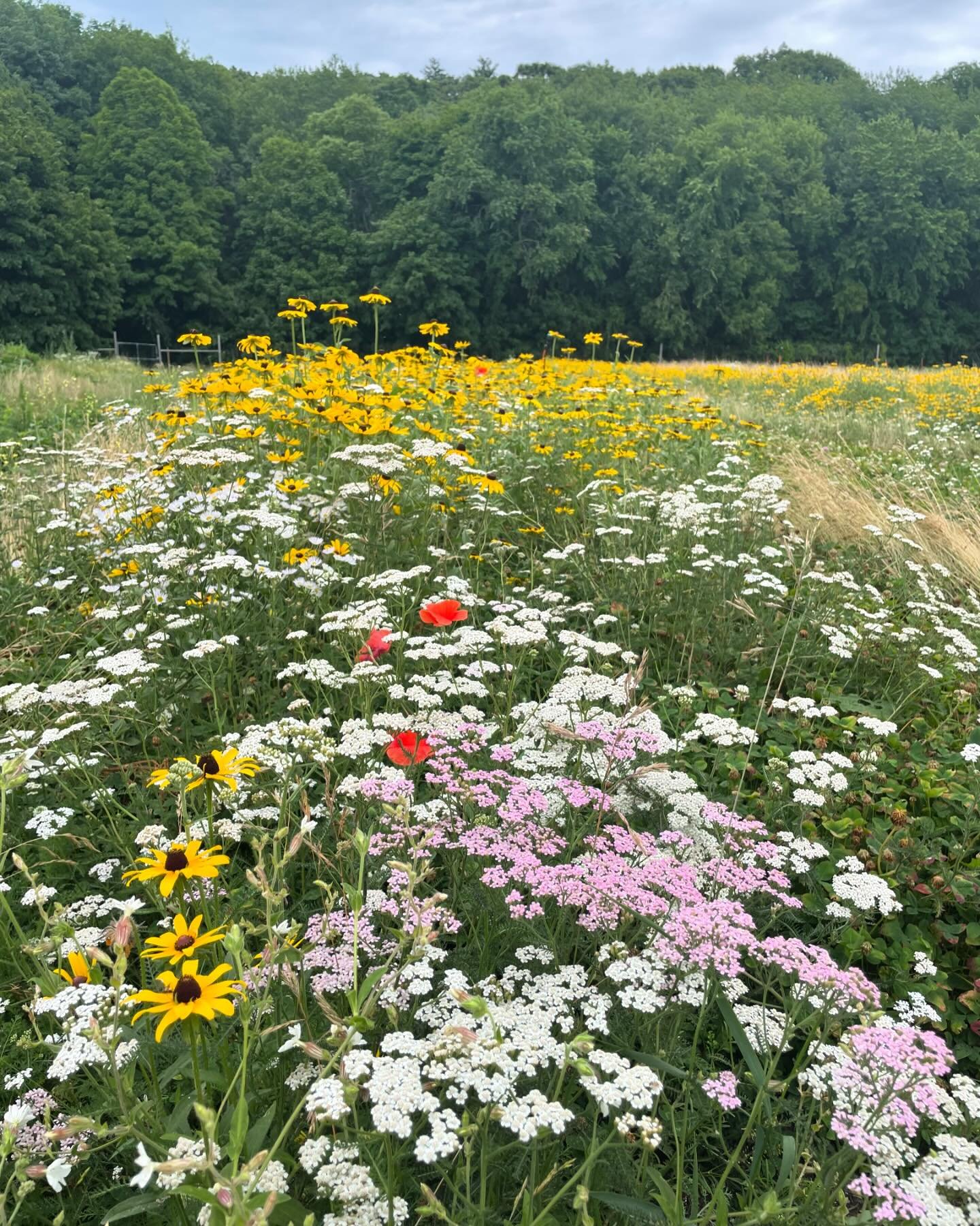 July fireworks at the farm #meadowsod @newentrysustainablefarming