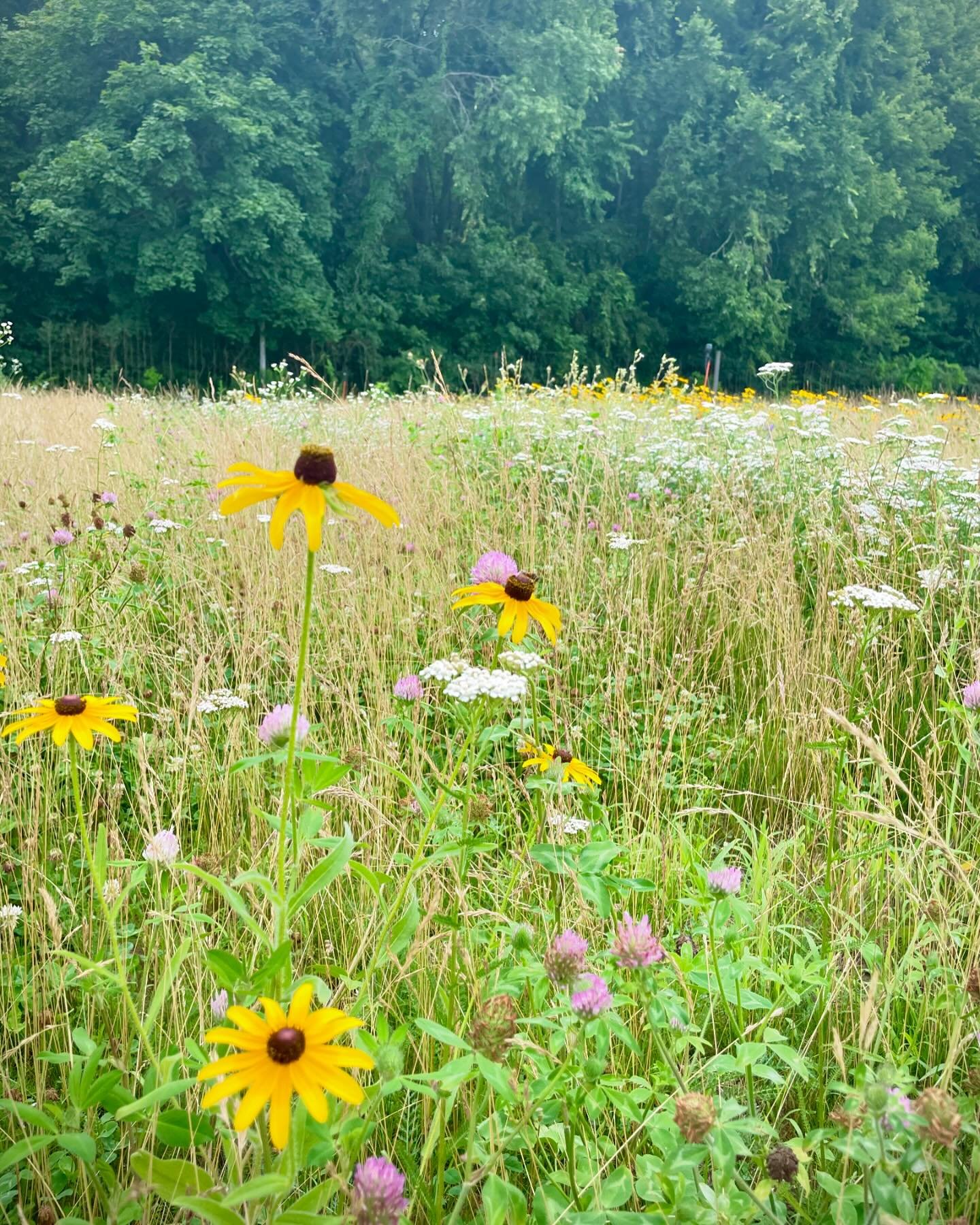 Our low grow cool season meadow. Sod ready for cutting this fall. #meadowsod @newentrysustainablefarming