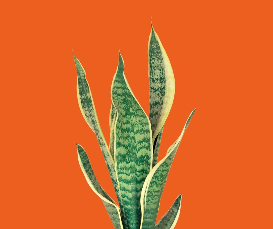 MBMF Website (12).jpg