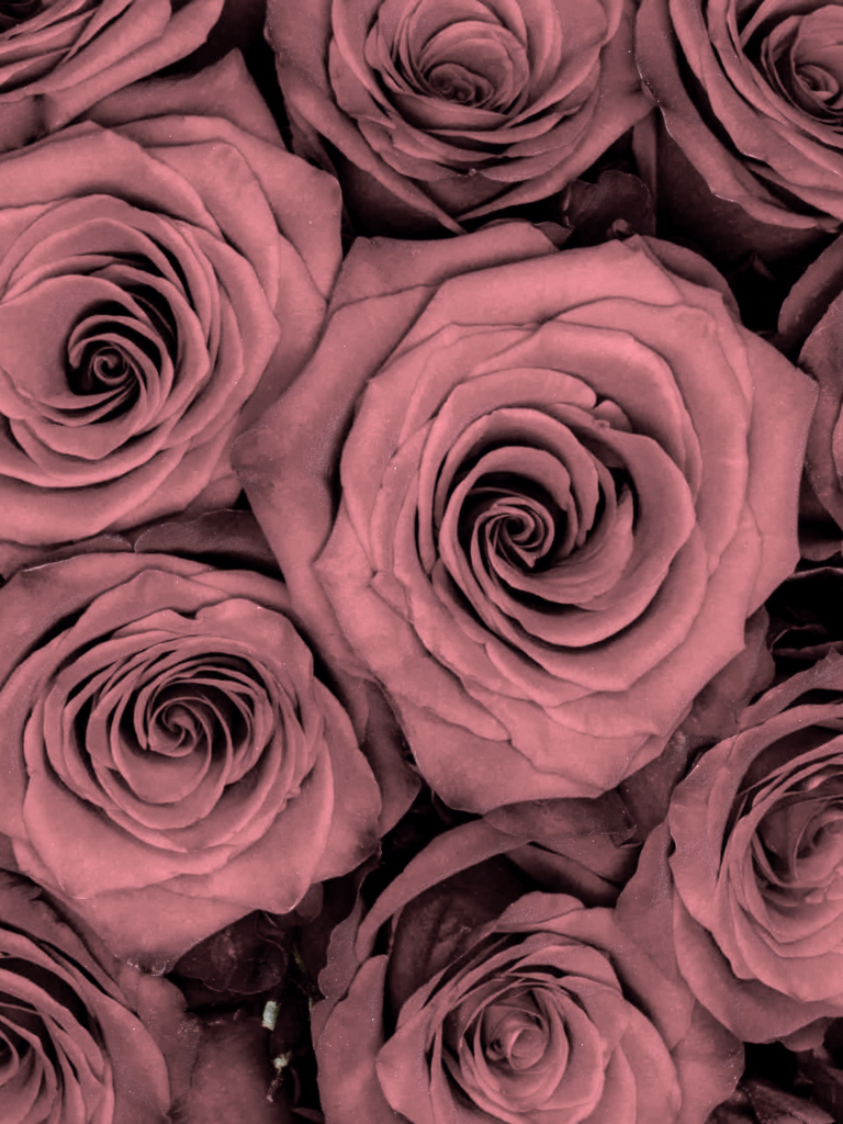 Pink Roses