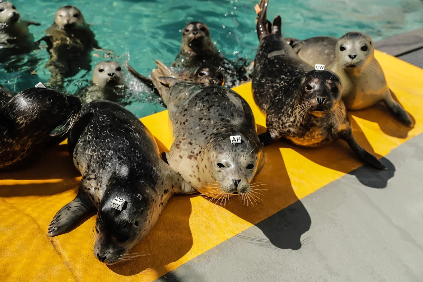 The Marine Mammal Center(2013)