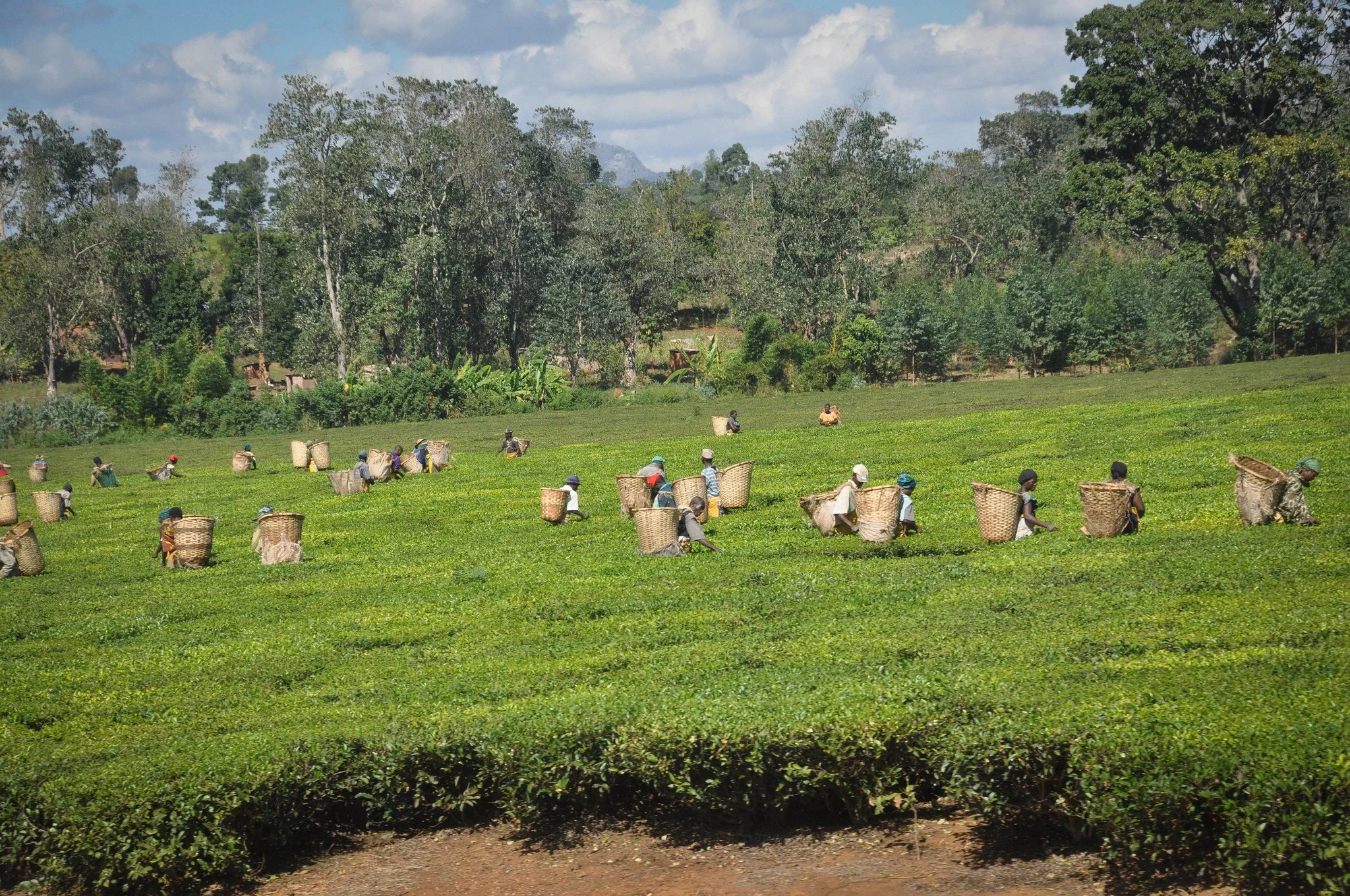 Sexual Abuse Still Plagues Malawi’s Tea Plantations, Women Say