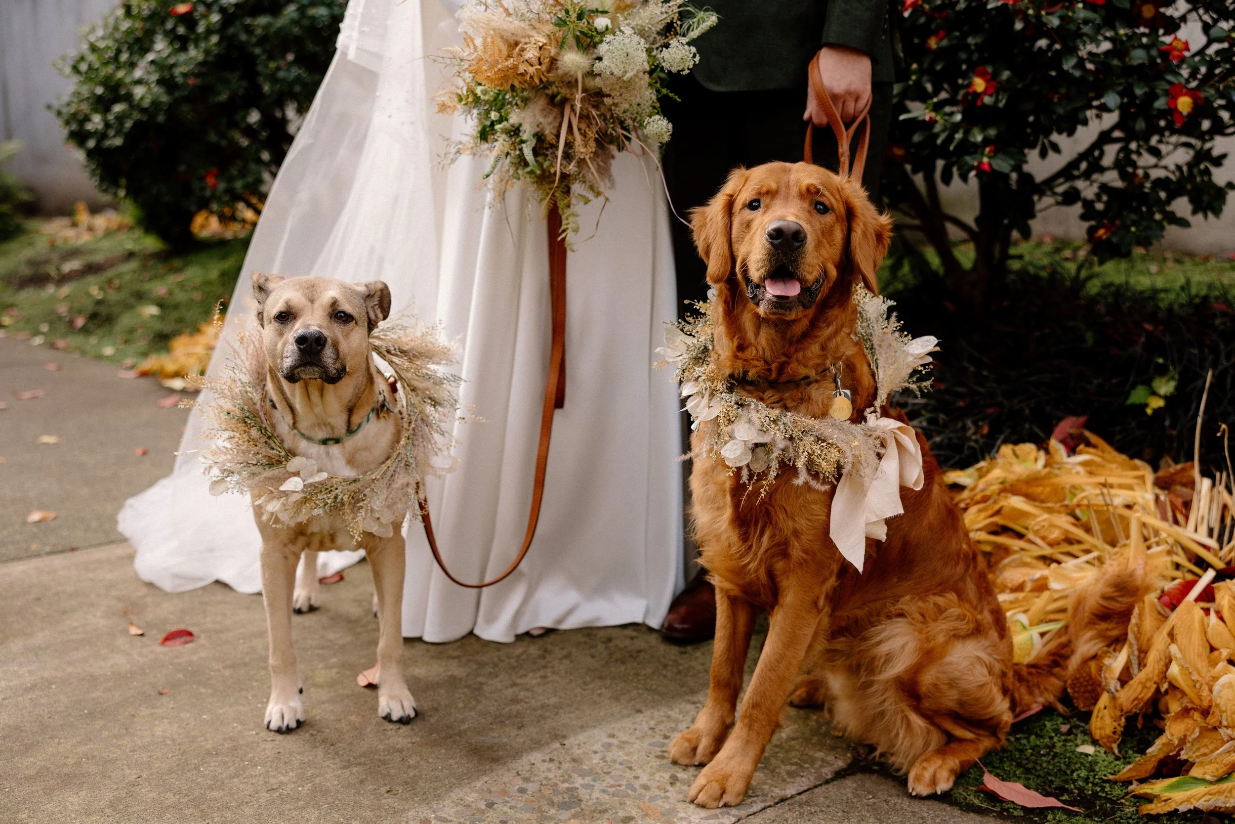 two cute dogs with flower collars standing in front of a bride