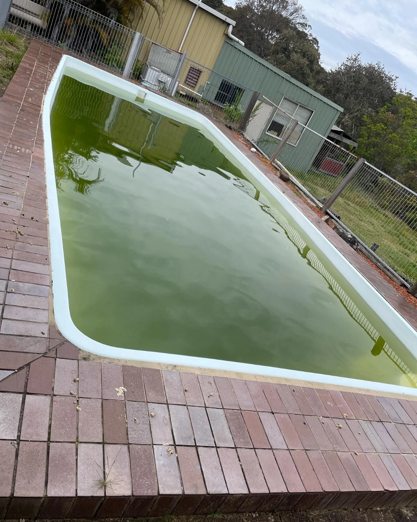 A swimming pool filled with greenish water, surrounded by a brick deck, with a metal fence and a small green shed in the background.