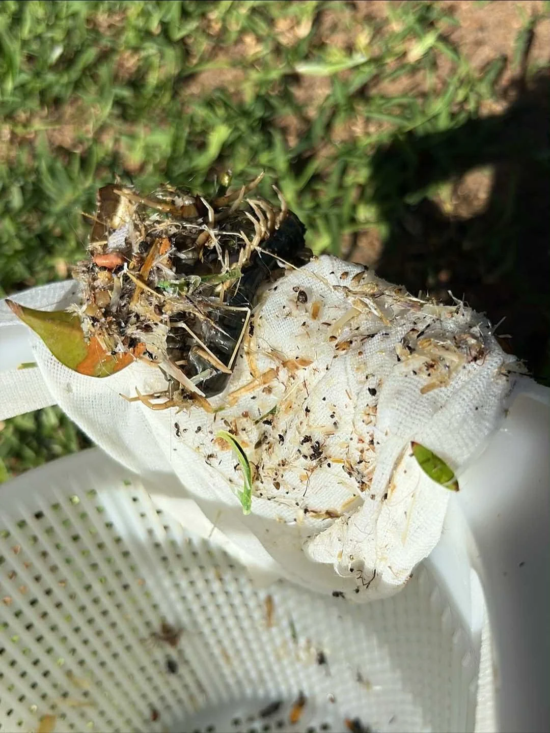 Found this little centipede hanging out in the skimmer box today!

💡Did you know they&rsquo;re actually great pest controllers? 
Most species eat cockroaches, termites &amp; spiders. 

#NatureInTheBackyard #CentipedeFacts #PoolLife
#SkimmerBox #Pool