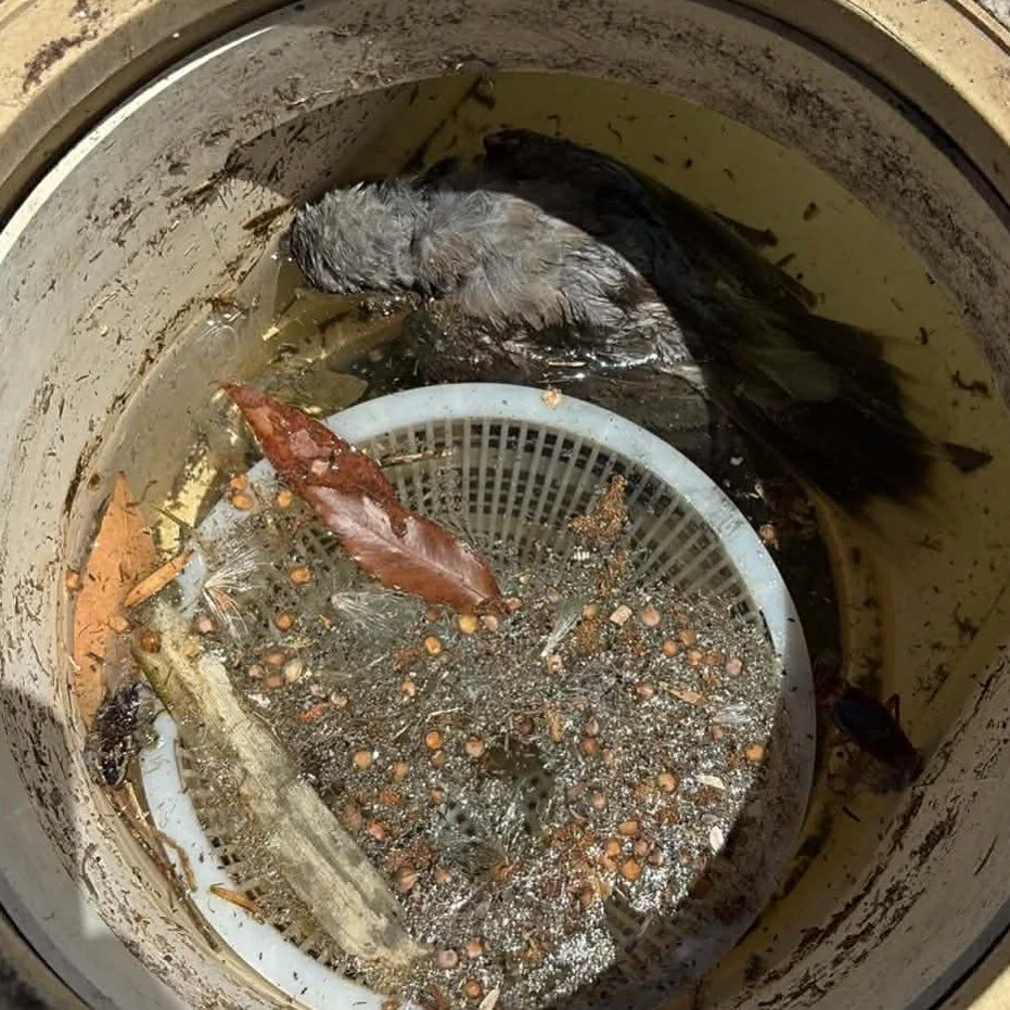 💡Quick reminder: always check your skimmer basket, even when your pool&rsquo;s green. Frogs, lizards and even birds can get caught fast. Sadly this little bird didn&rsquo;t make it 😔

#PoolCare #PoolMaintenance #MicksPoolCare #CheckYourSkimmer #Poo