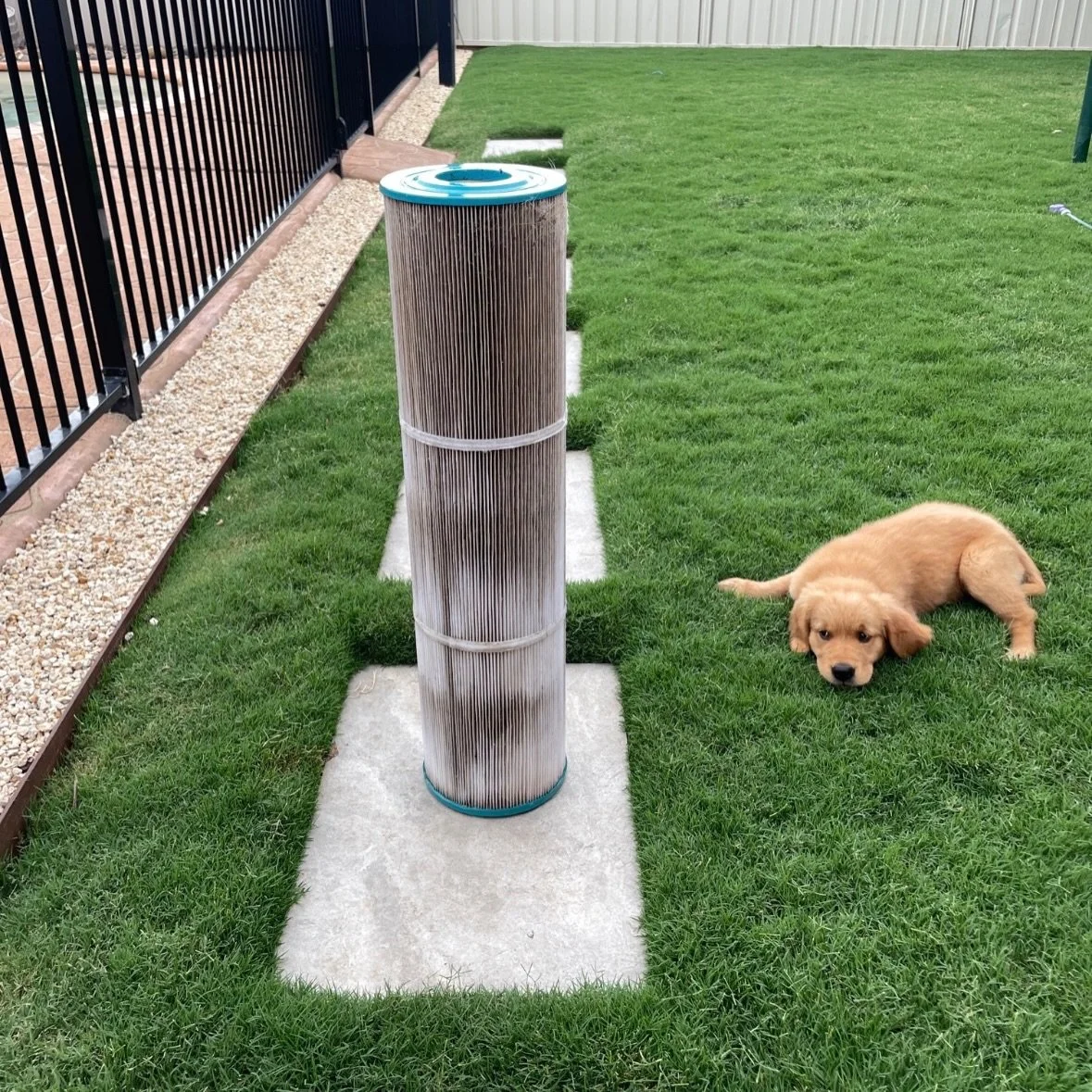 Meet some of our site supervisors 🐶
The real bosses of Micks Pool Care 💦
Four legs. Zero experience. Maximum authority. 
Quality control specialists 🐾

#DogsOfMPC #PoolLife #TeamMPC