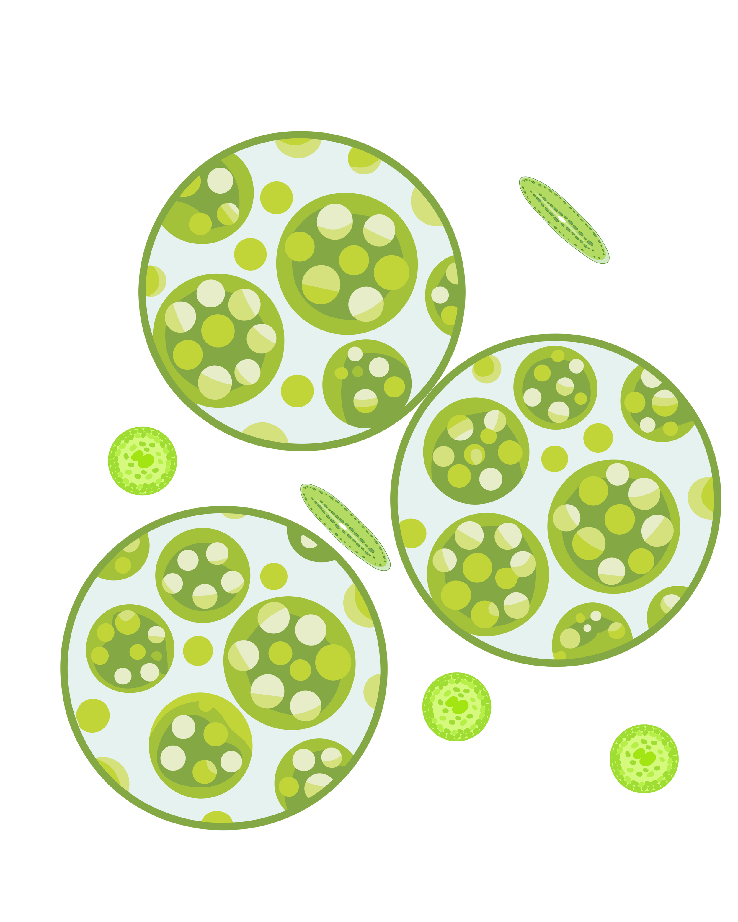 The Biology of Algae: Why We Scrub It Before We Treat It