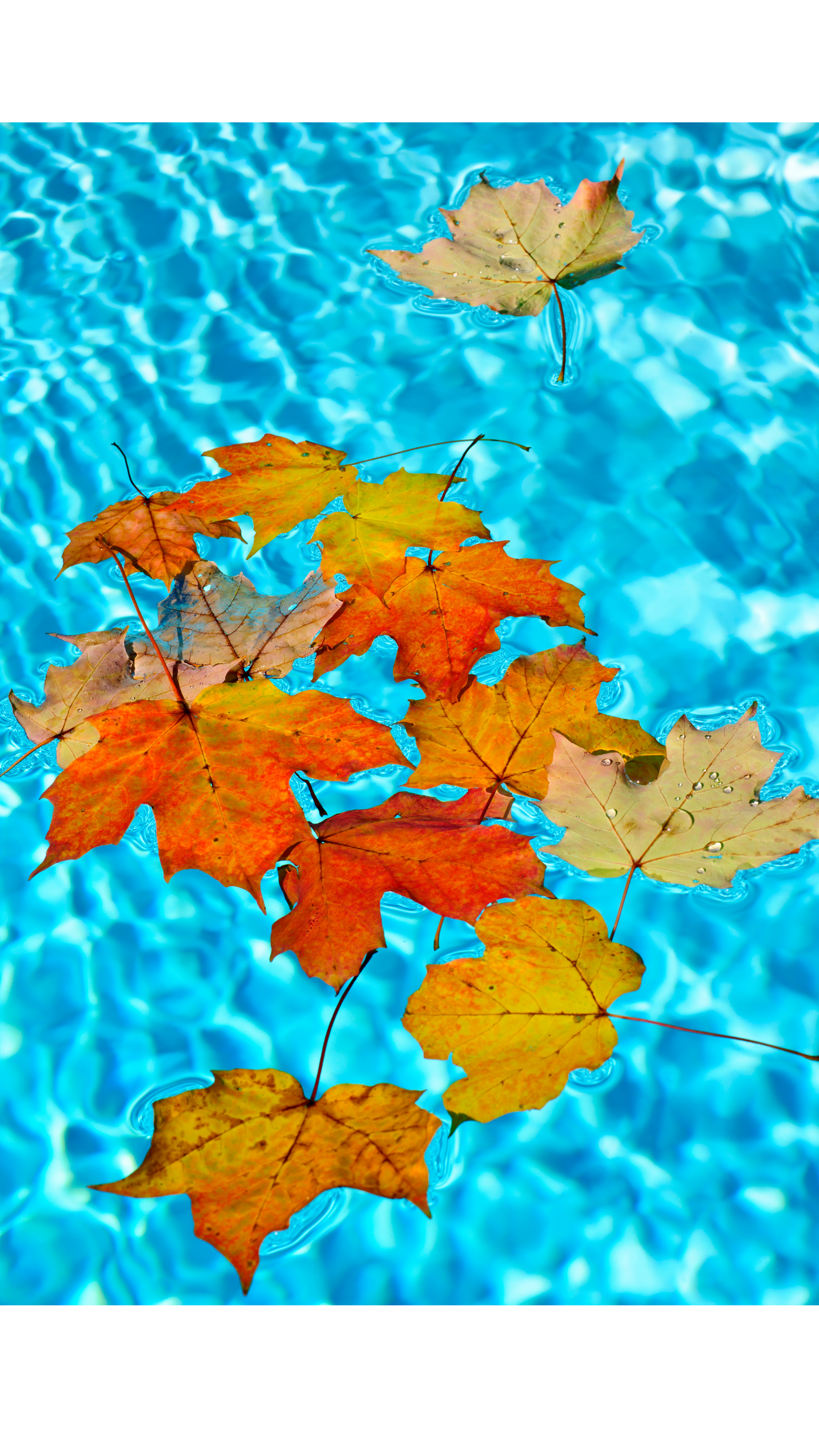 🍂 Autumn Pool Prep: Don’t Neglect Your Pool When Summer Ends