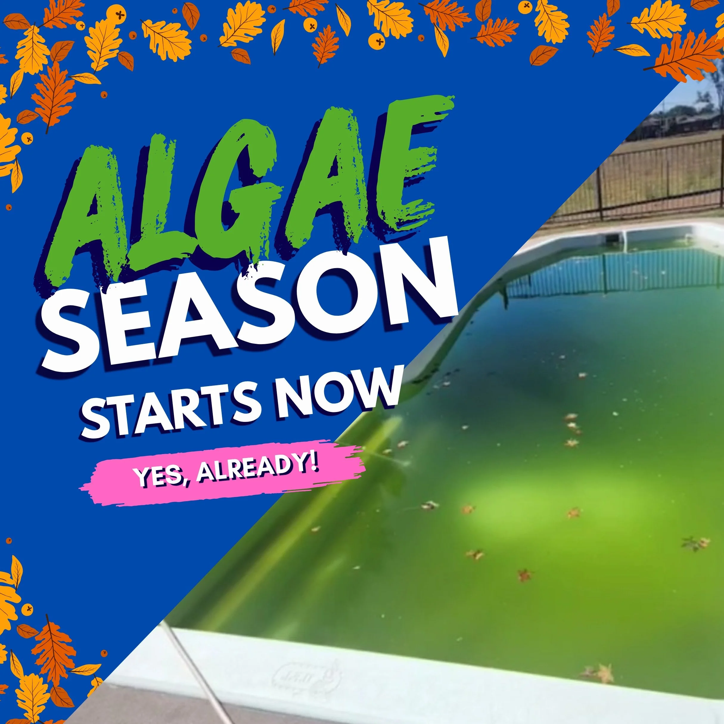 Autumn might mean cooler weather, but algae season isn&rsquo;t over yet 🍂🌿

Falling leaves, changing temperatures, and unbalanced water can quickly turn your pool cloudy or green if it&rsquo;s not maintained properly. Now&rsquo;s the time to stay o