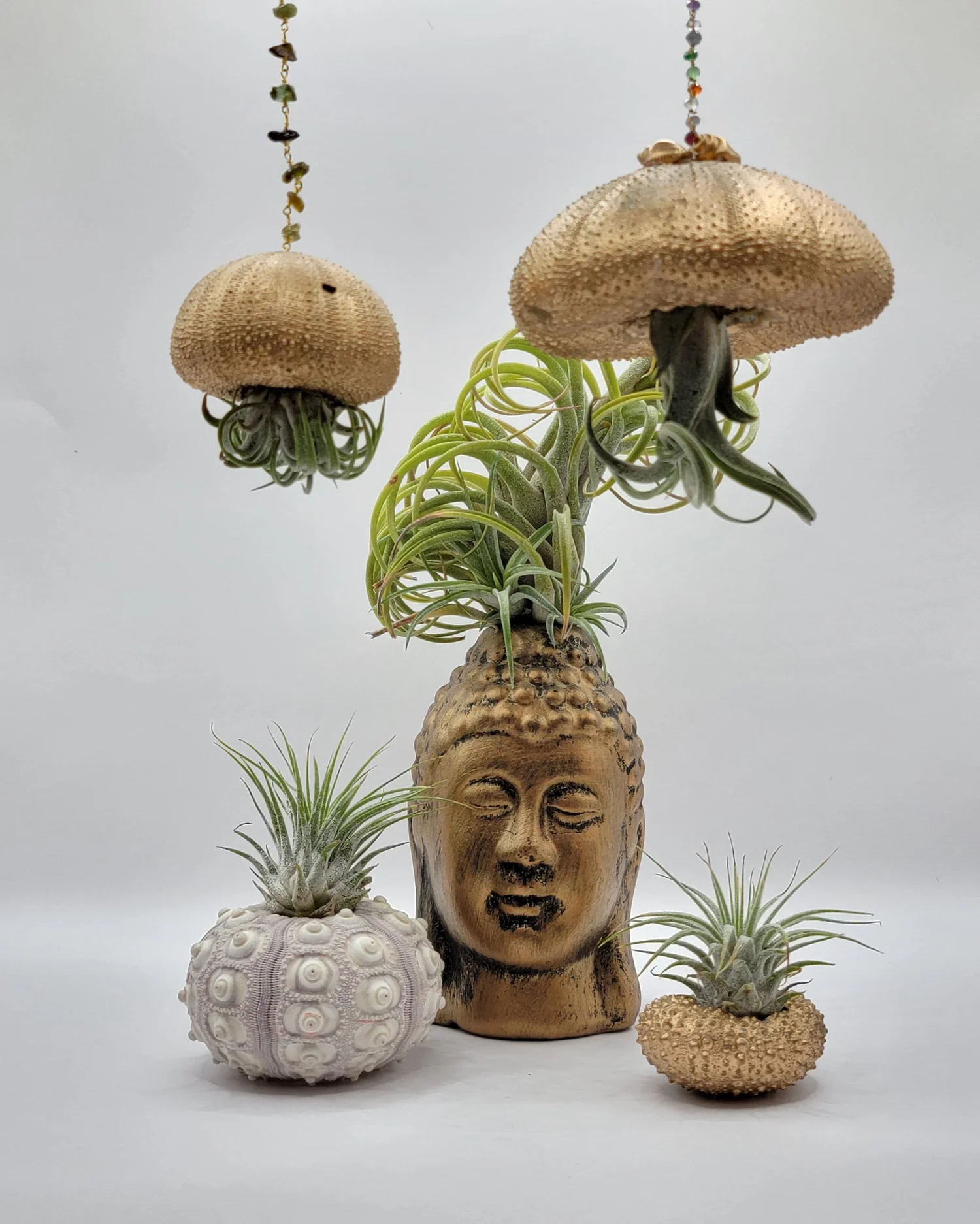 Air Plants: Ocean Dreams - Gilded  2Renge