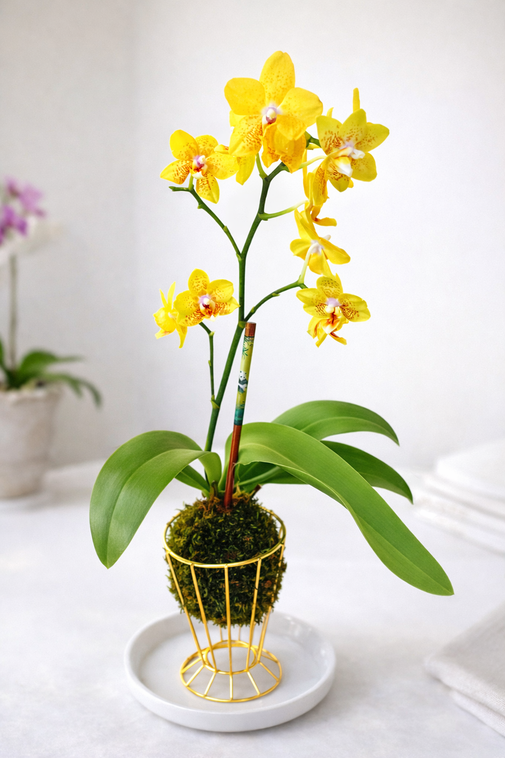 Kokedama.png