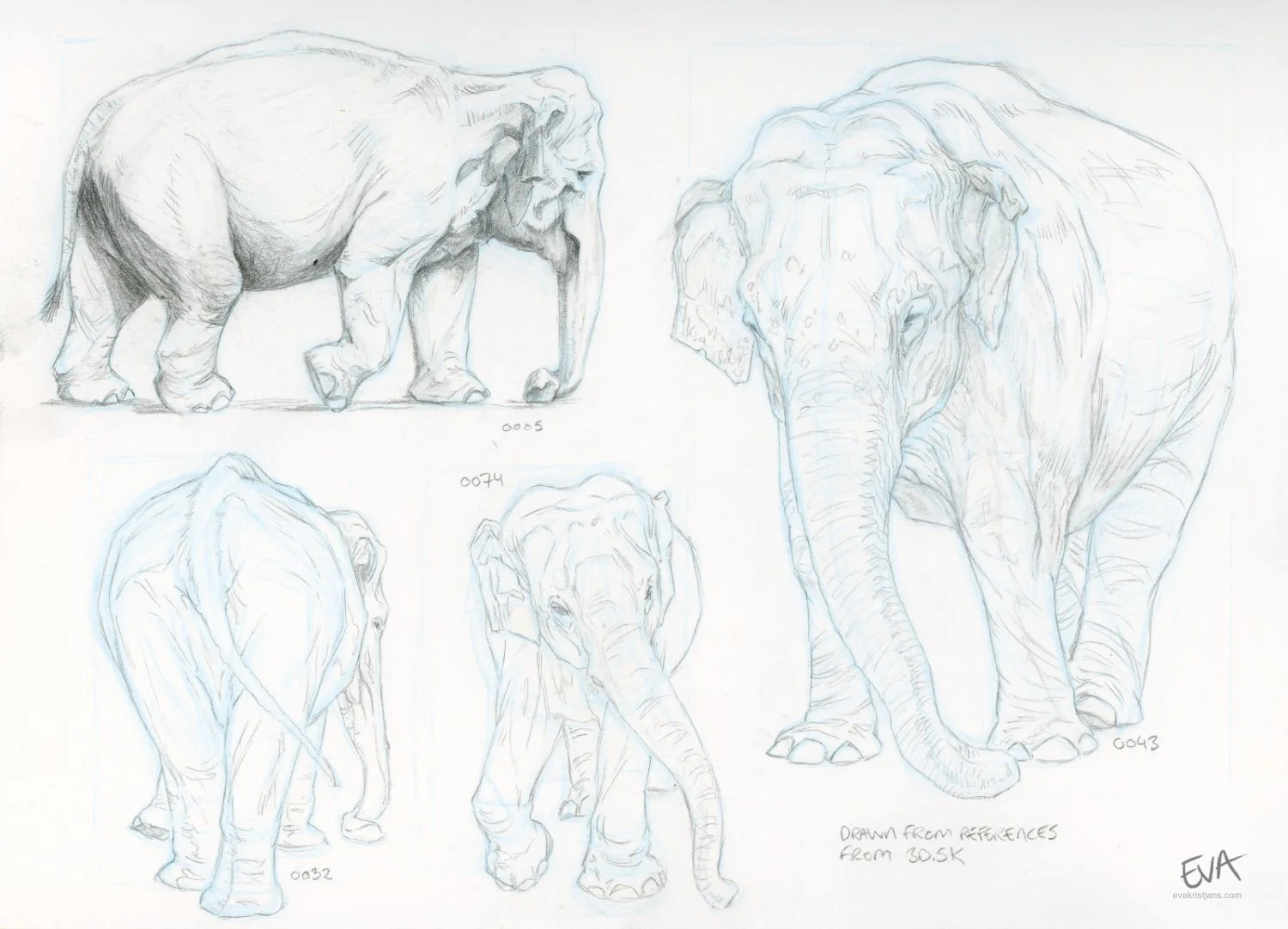 Studies - Elephant 001
