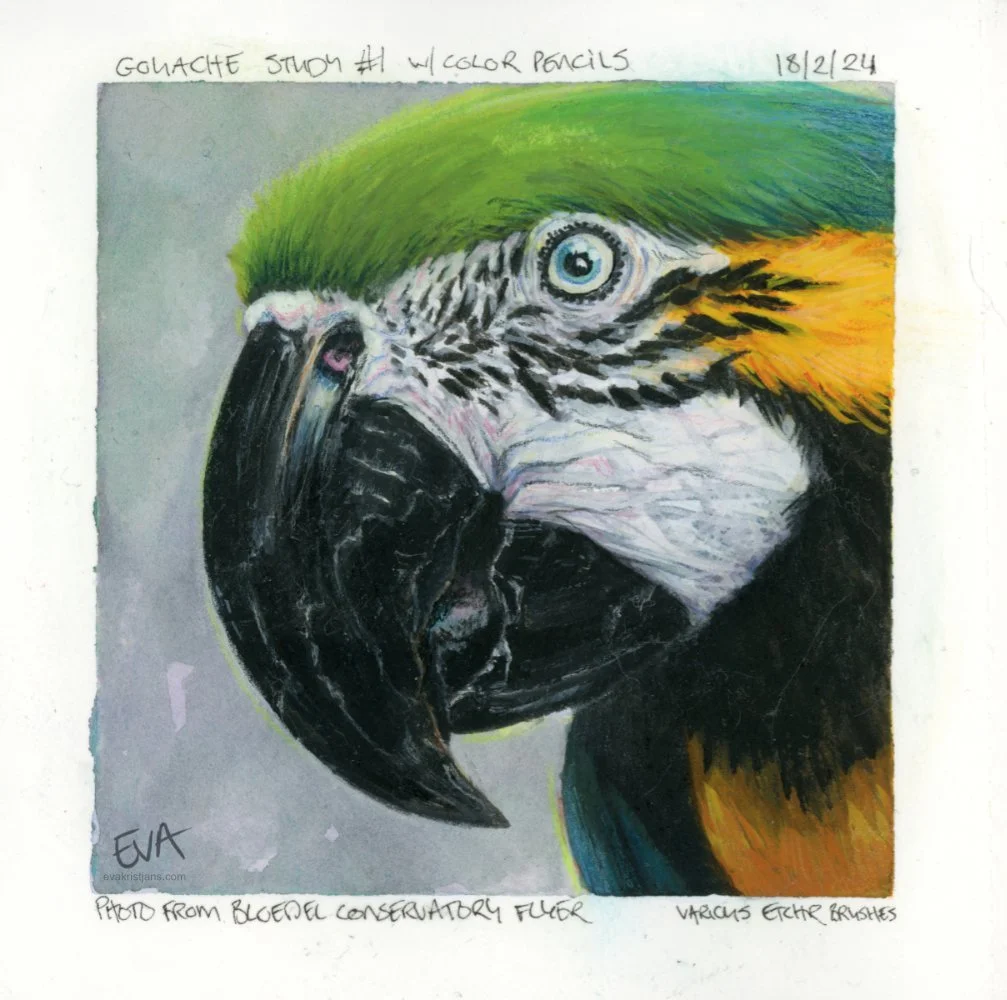 Mixed media - Macaw