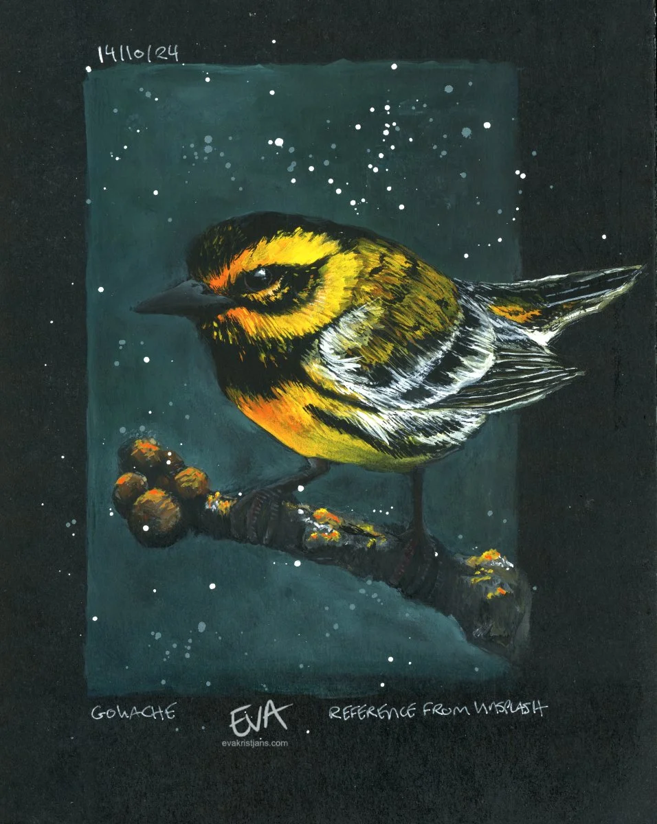 Gouache - Townsend's Warbler
