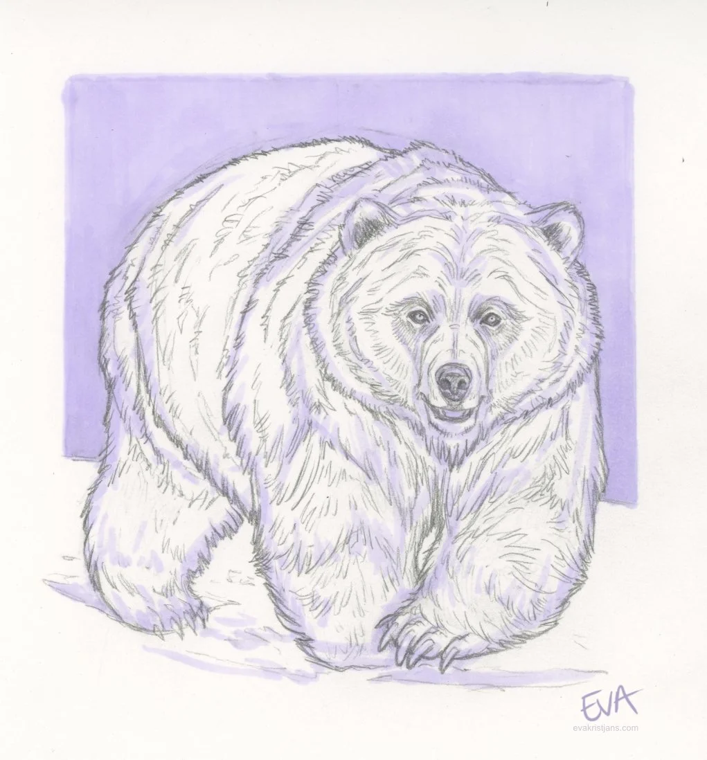 Studies - Bear 002