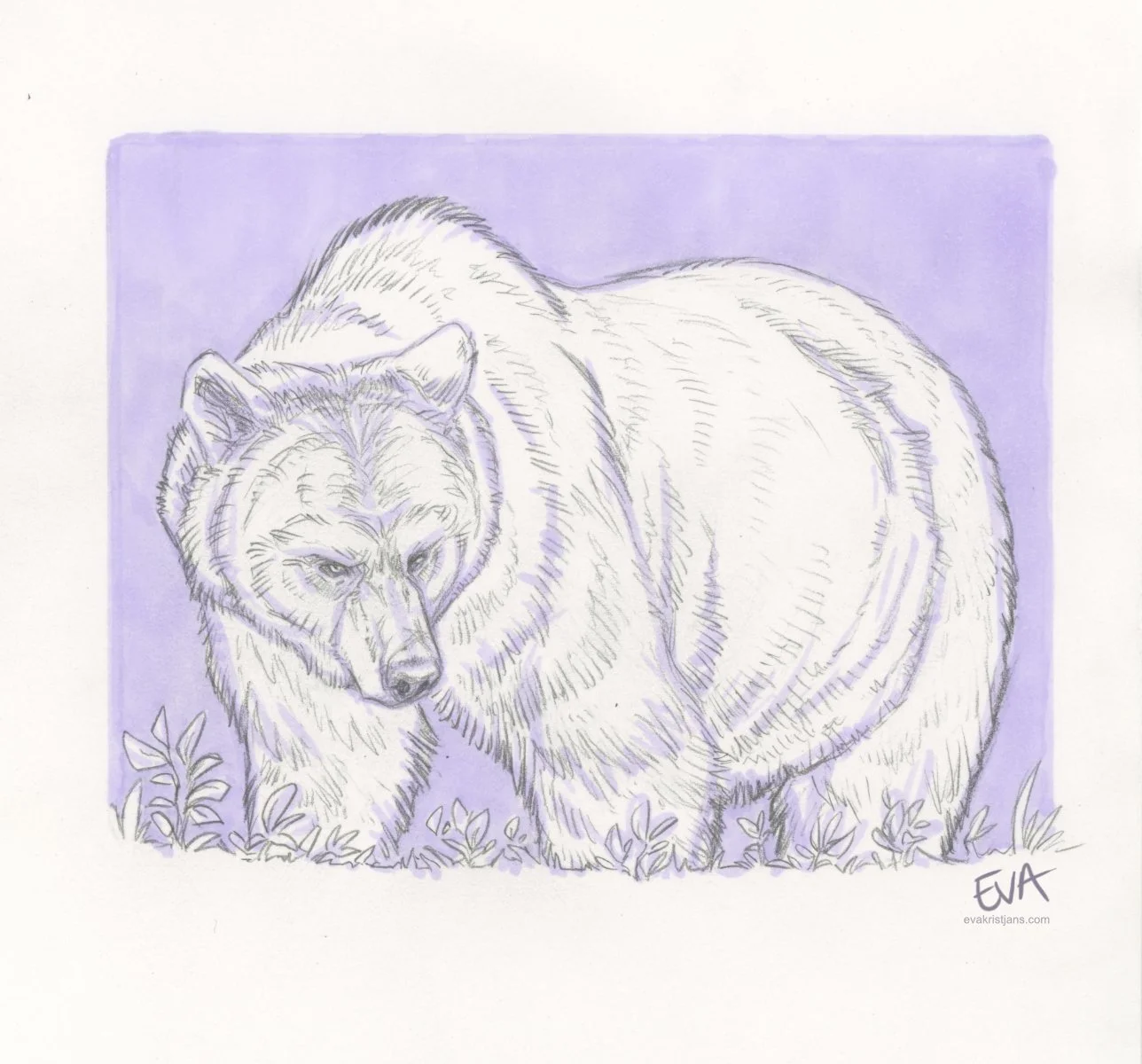 Studies - Bear 003