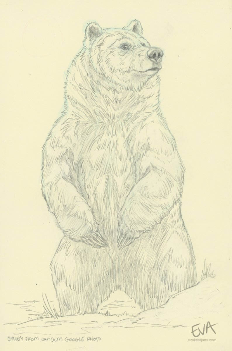 Studies - Bear 001