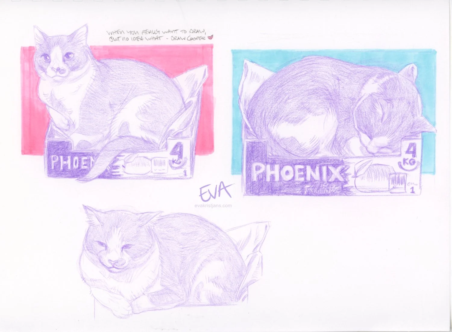 Studies - Cat 001