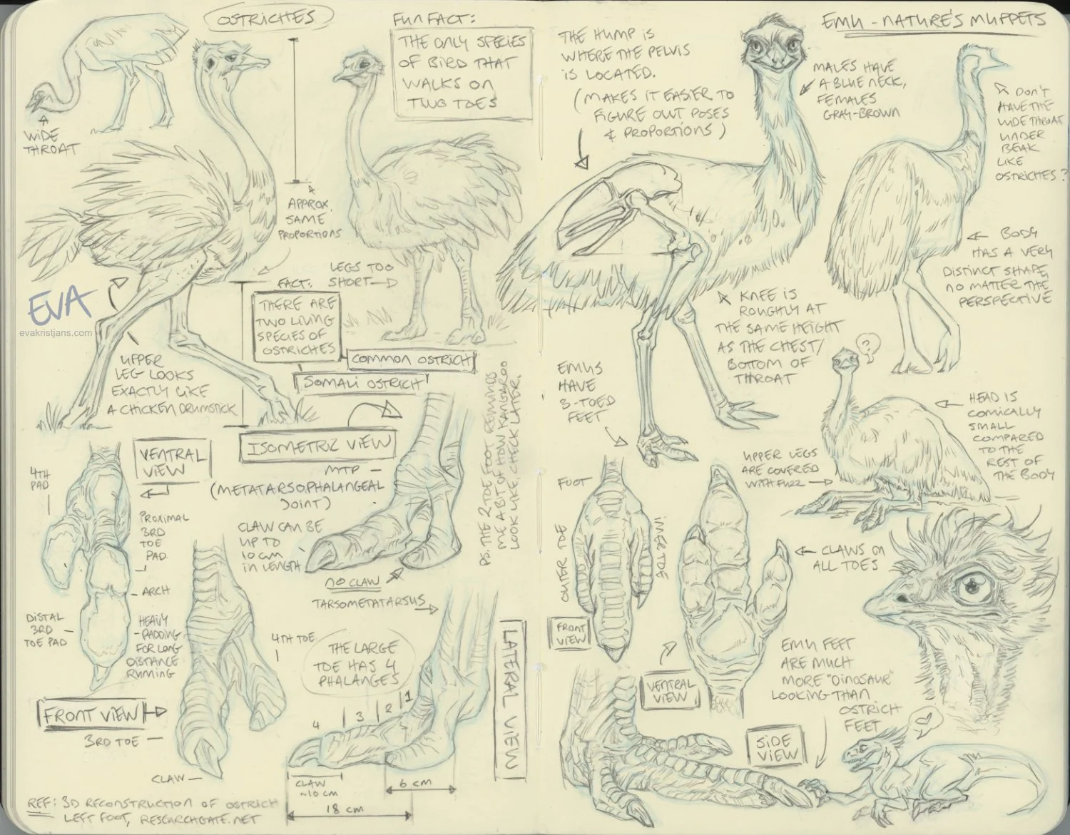 Studies - Ostrich and Emu 
