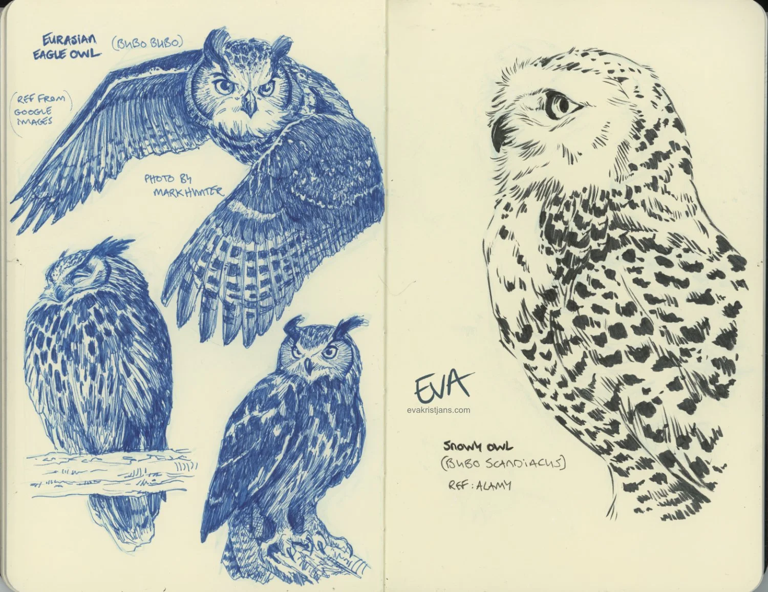 Studies - Owl 001