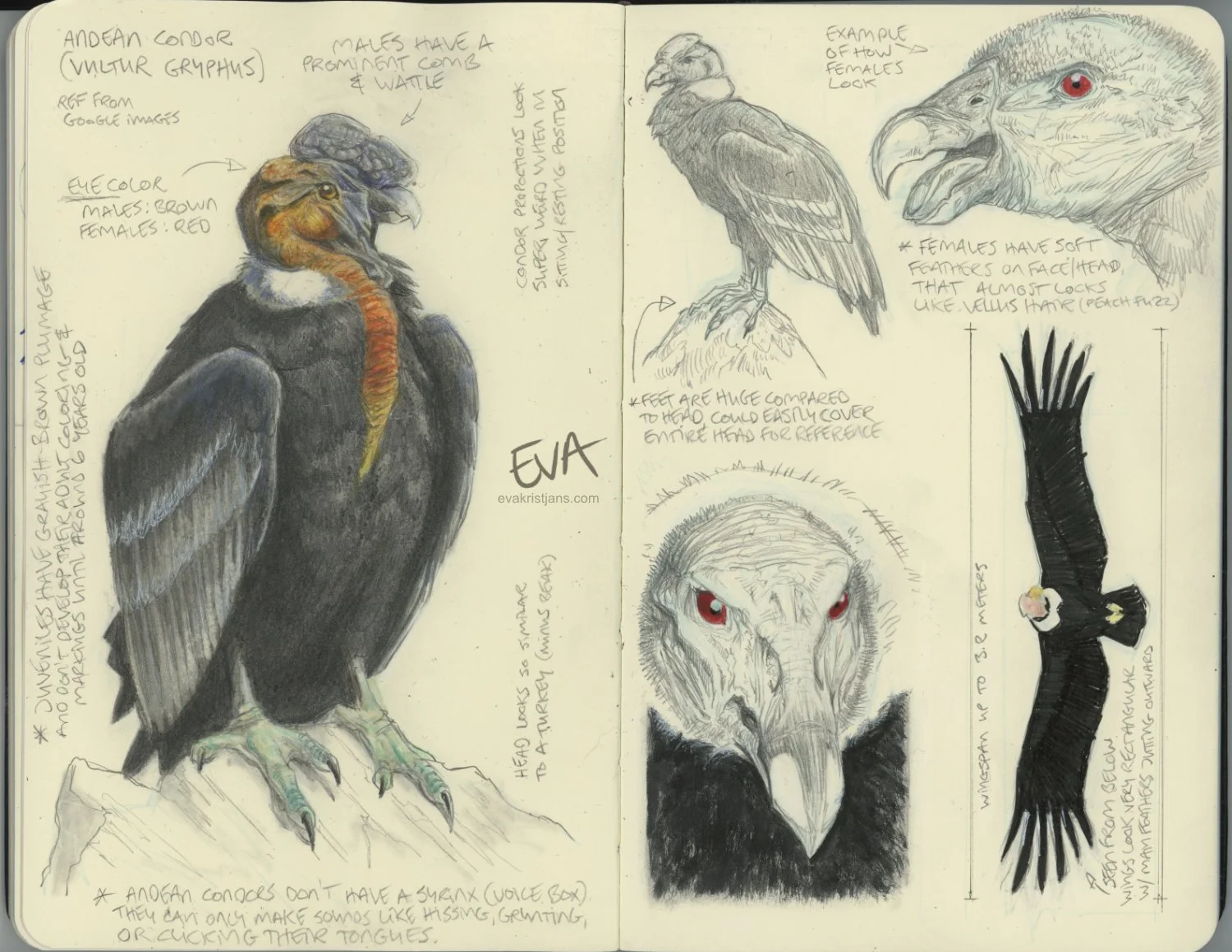Studies - Andean Condor
