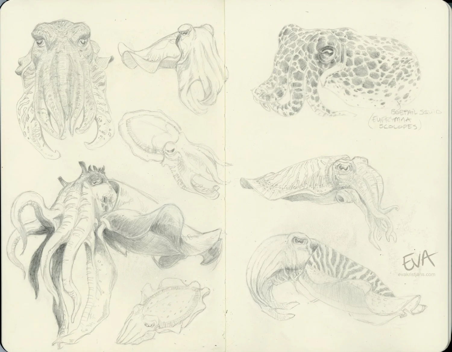 Studies - Cuttlefish 01