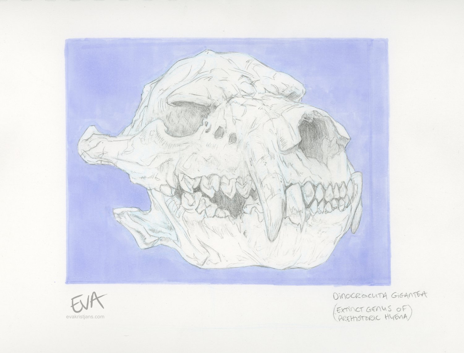 Studies - Skull 001
