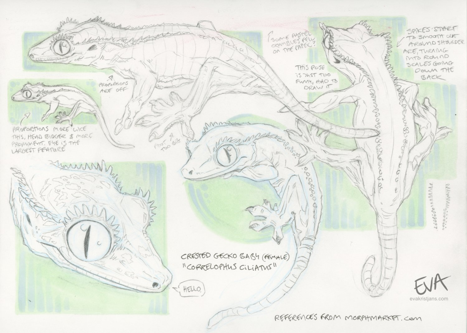 Studies - Gecko 001