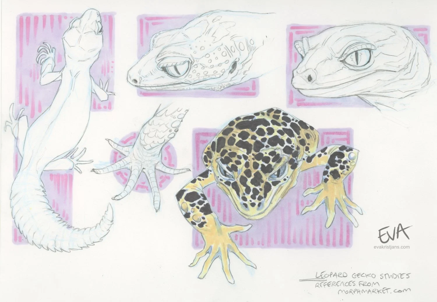 Studies - Gecko 002