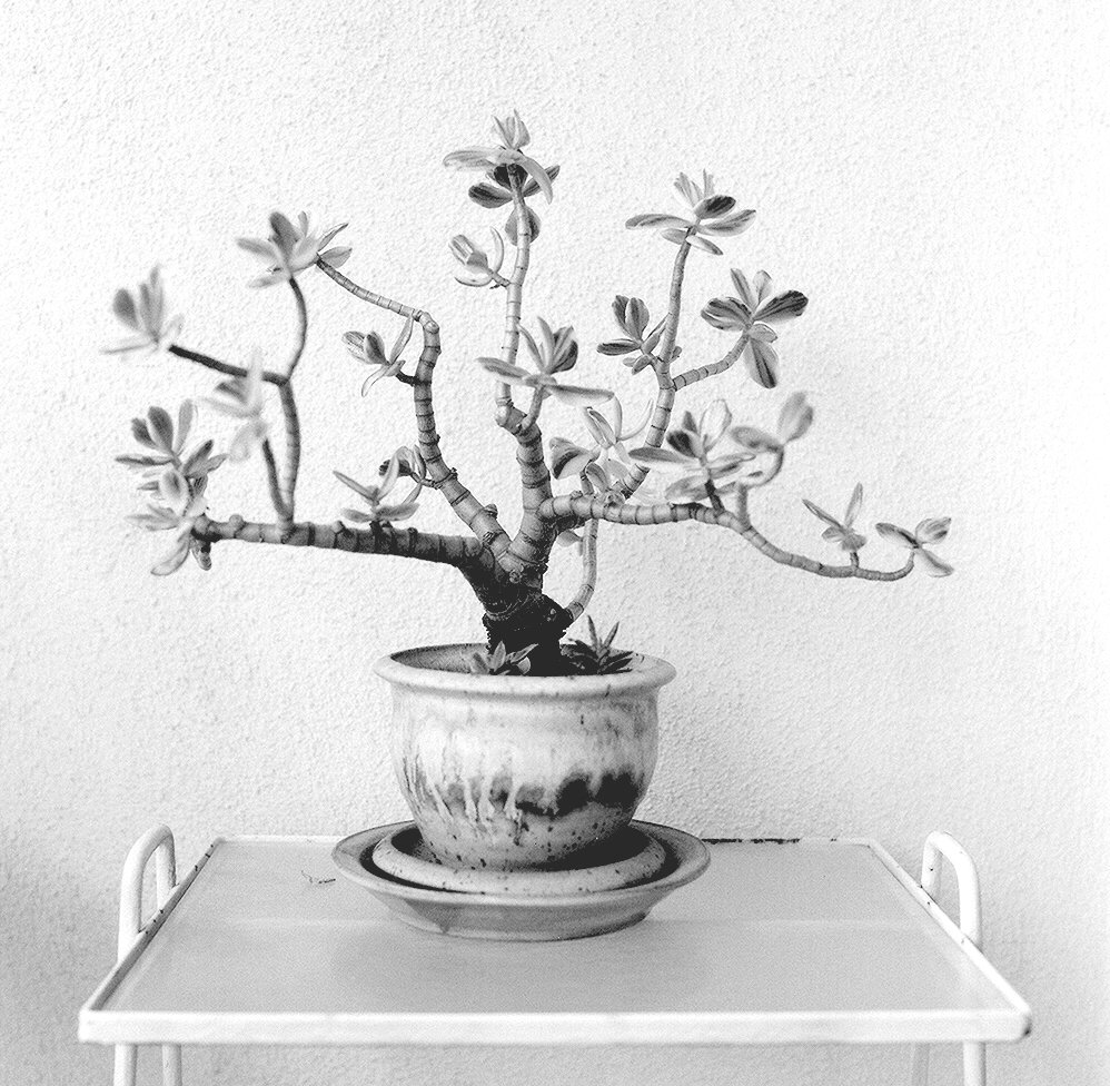 Succulent plant (Los Angeles)