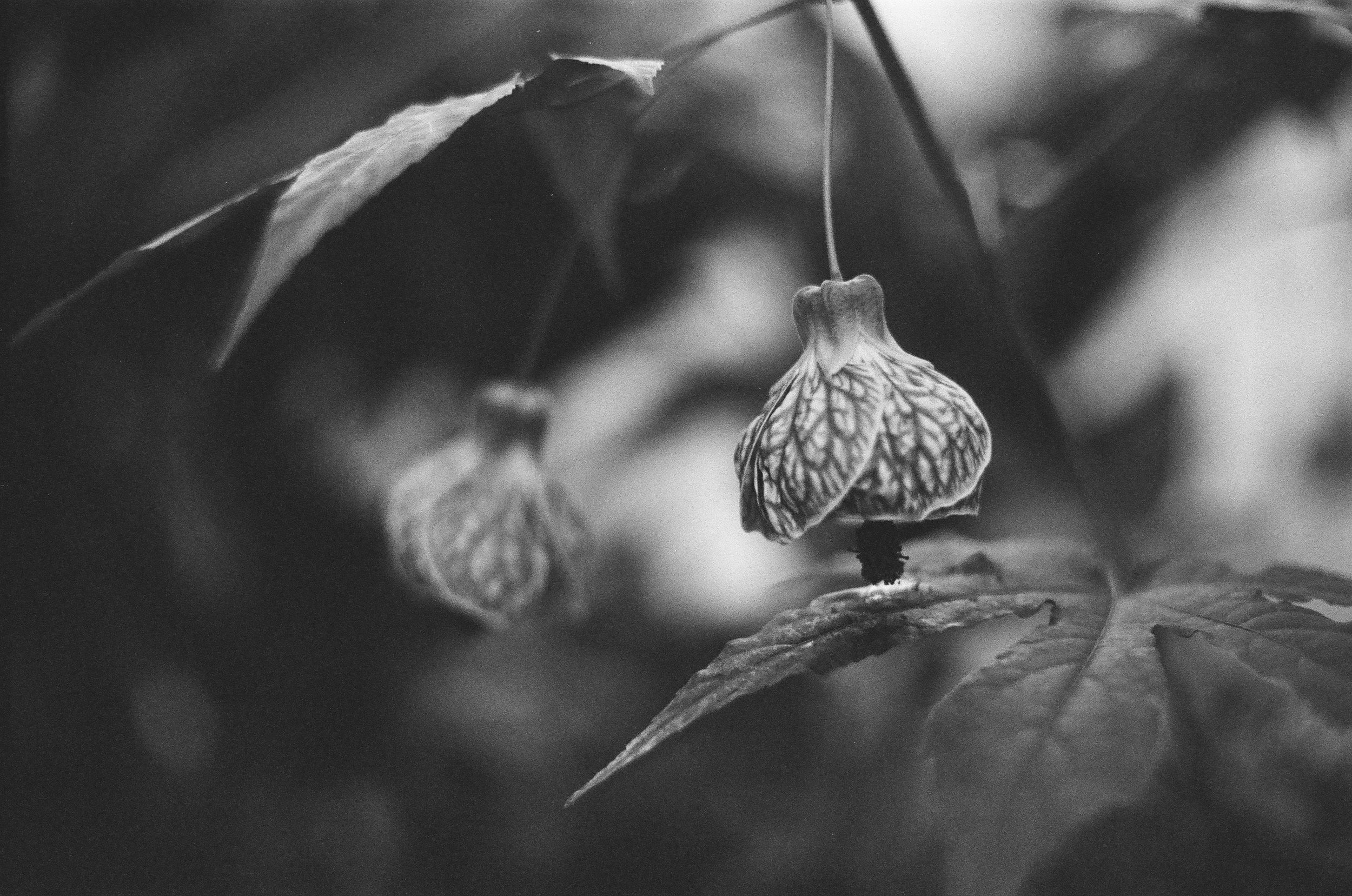 Chinese Lantern plant (Brookside Gardens, Wheaton, Md.)