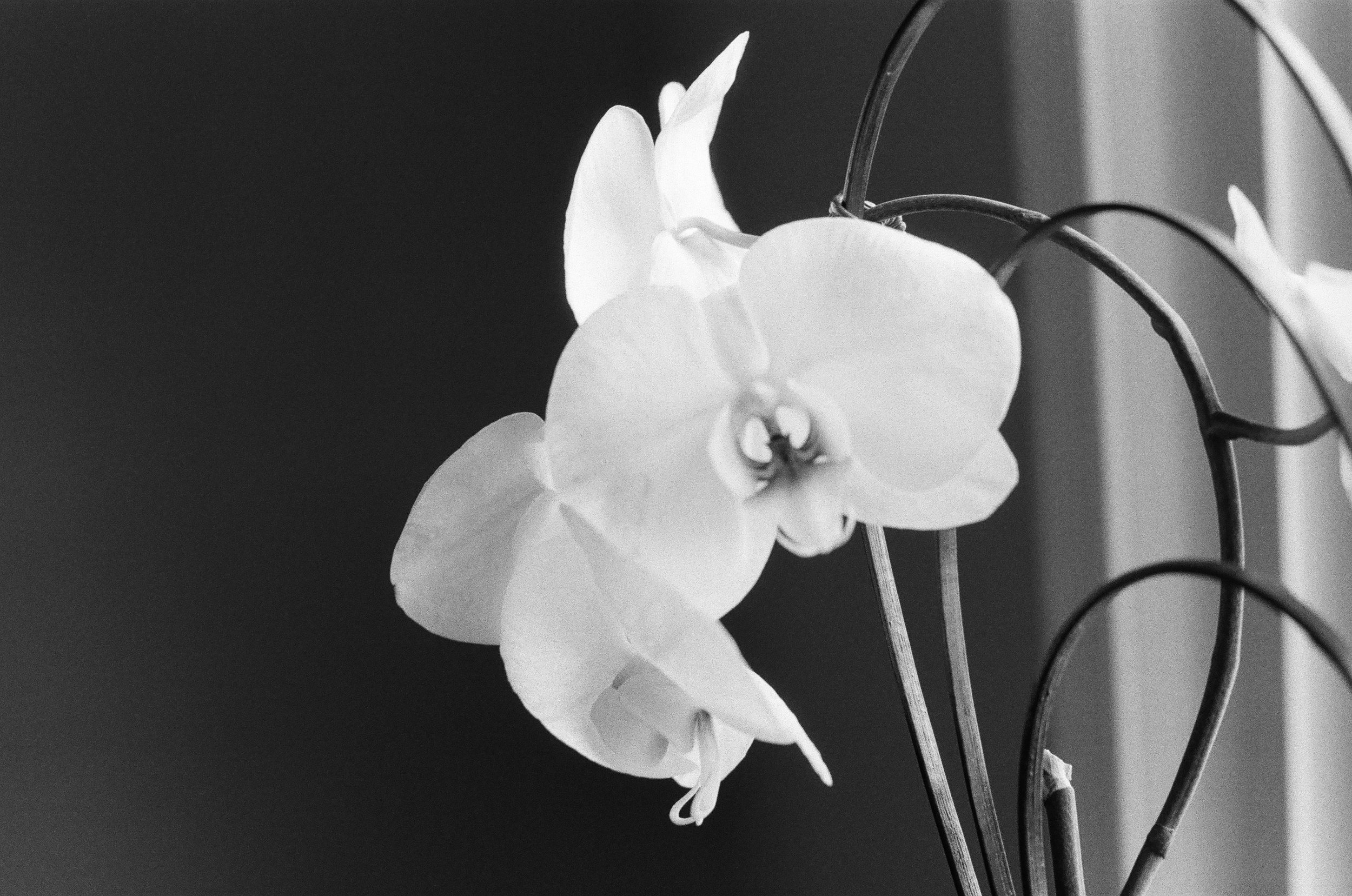 Orchid (Silver Spring, Md.)