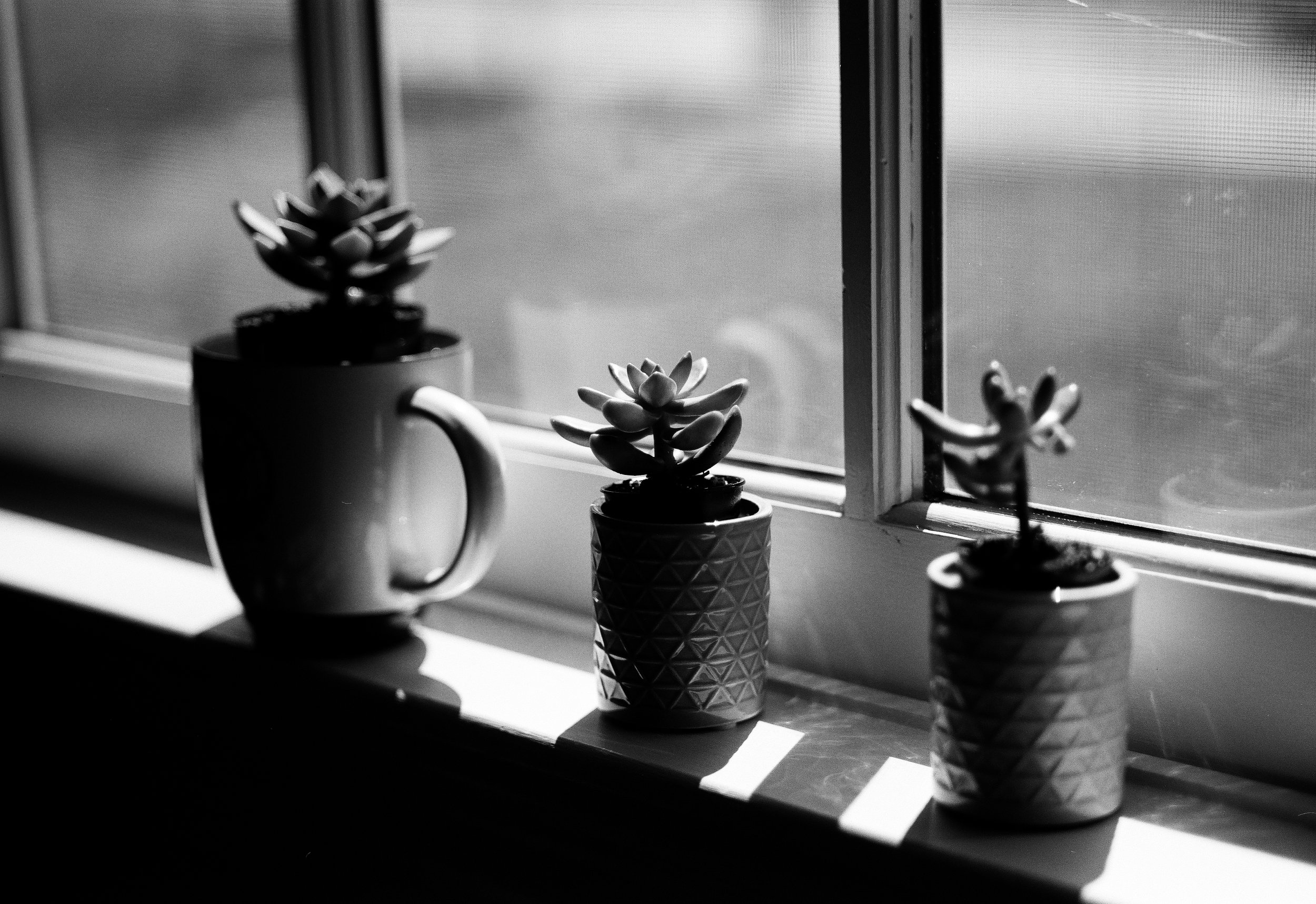 Succulents in the window (Bethesda, Md.)
