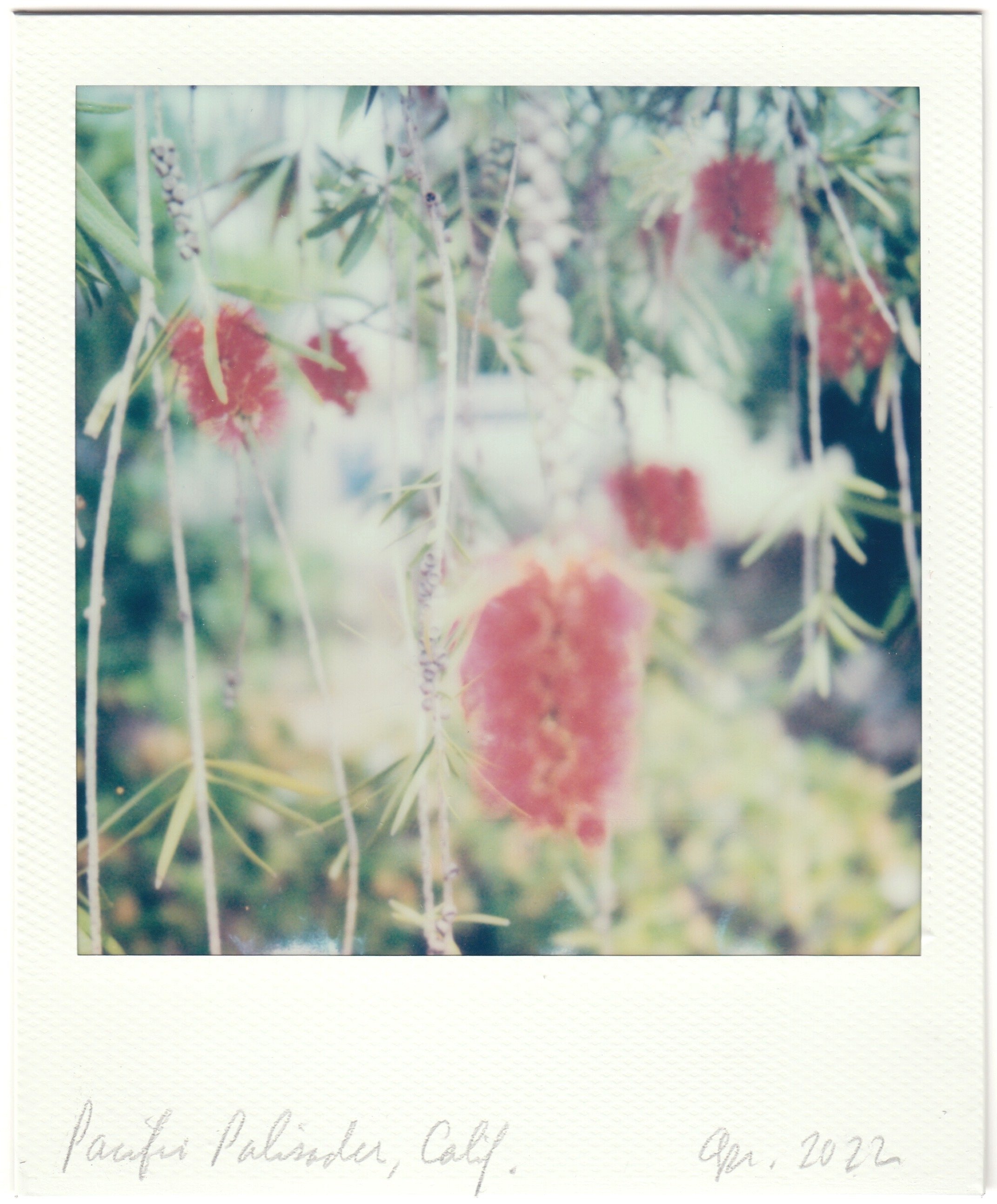 Bottle Brush tree (Pacific Palisades, Calif.)