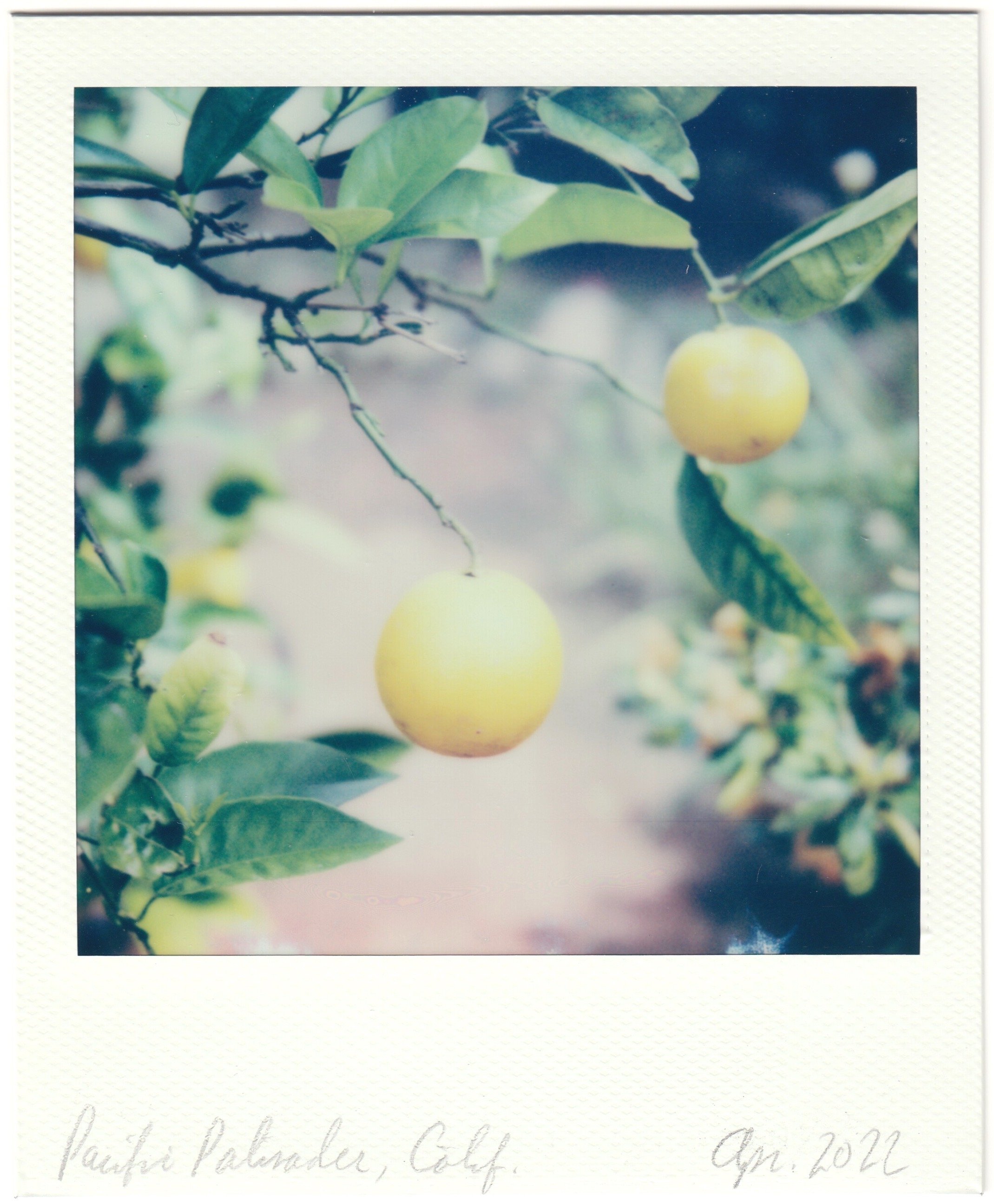 A lemon tree in Pacific Palisades, Calif.