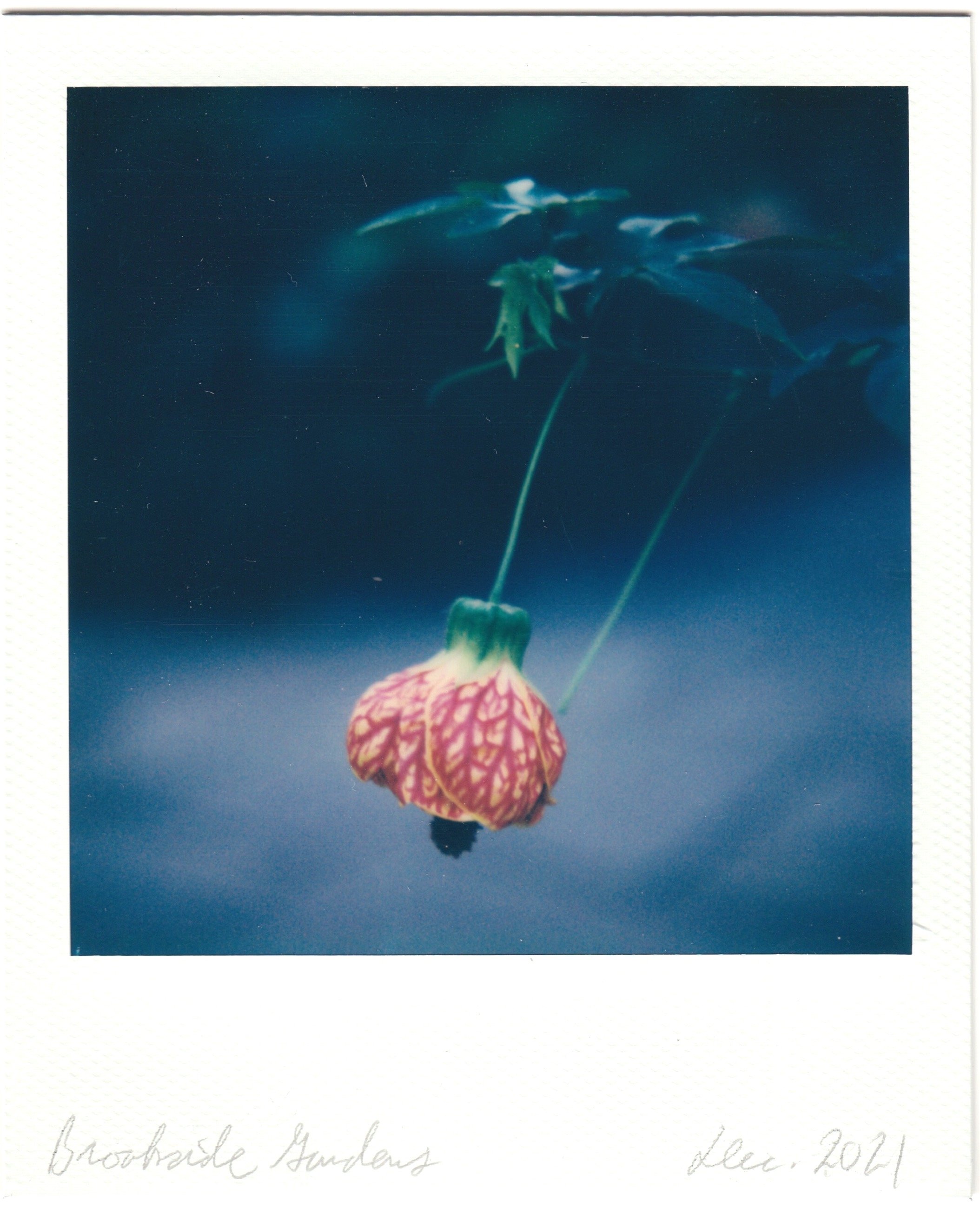 Chinese lantern plant at Brookside Gardens (Wheaton, Md.)