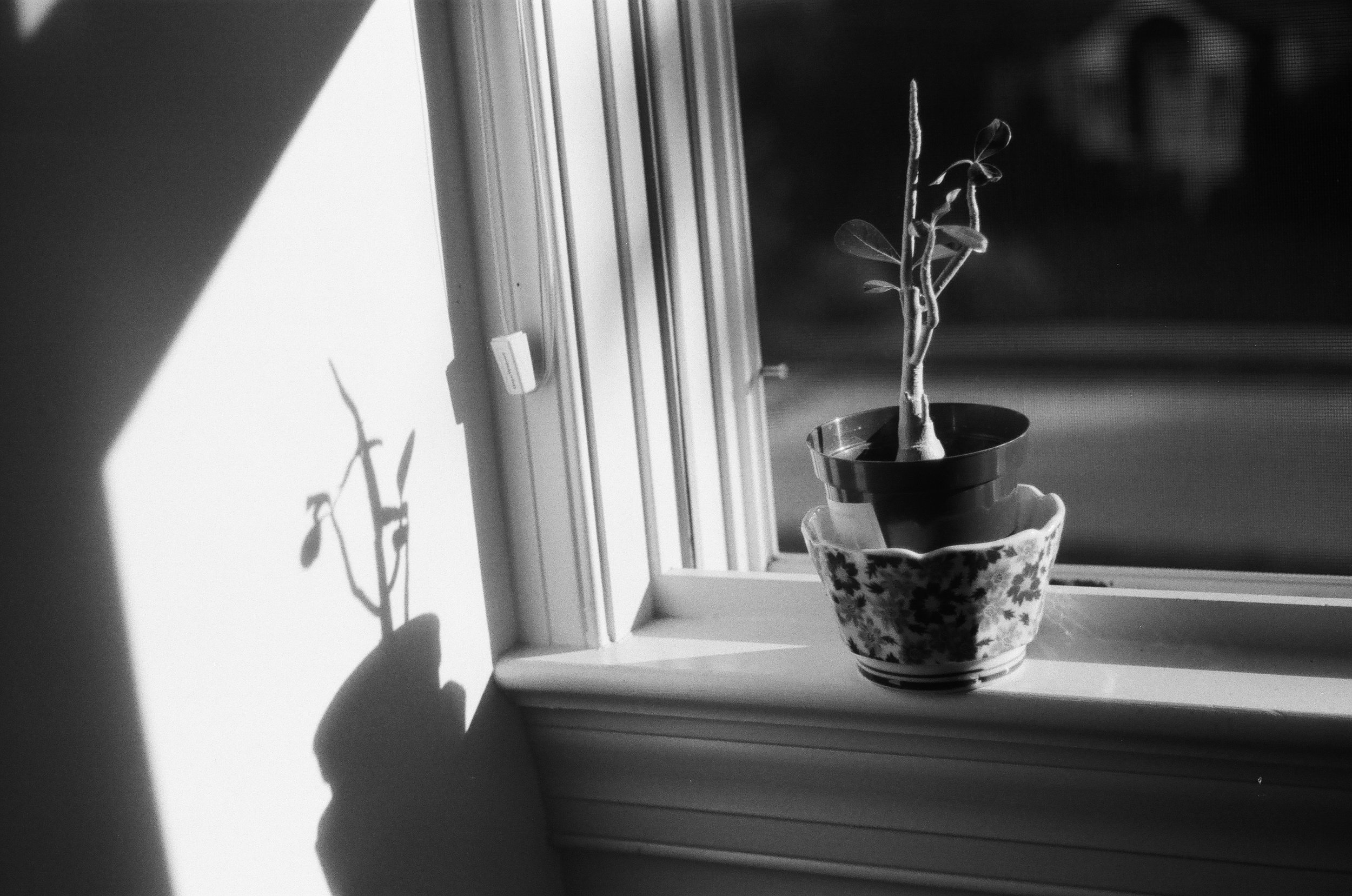 Desert rose (Bethesda, Md.)