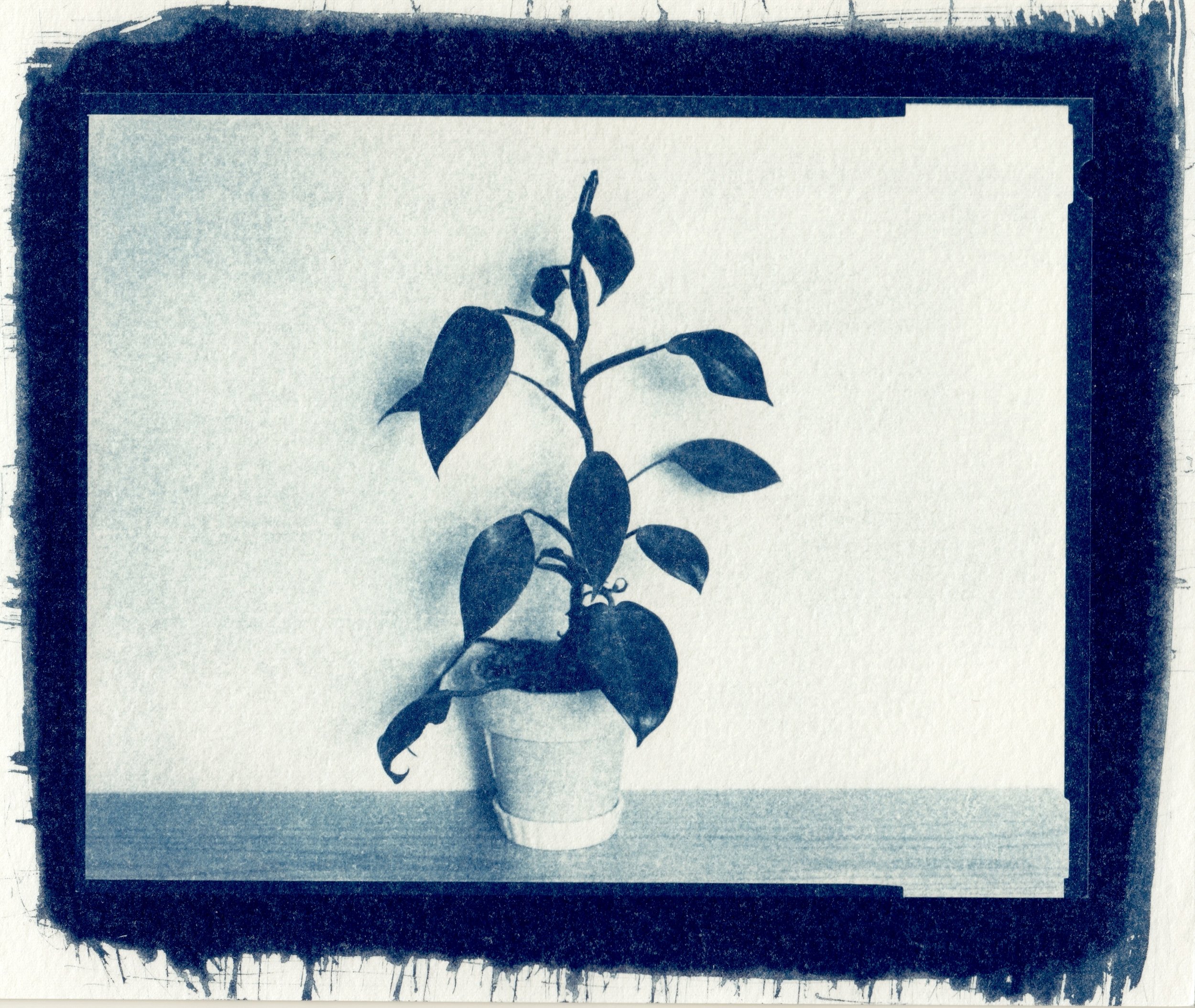 Bloody Mary Philodendron