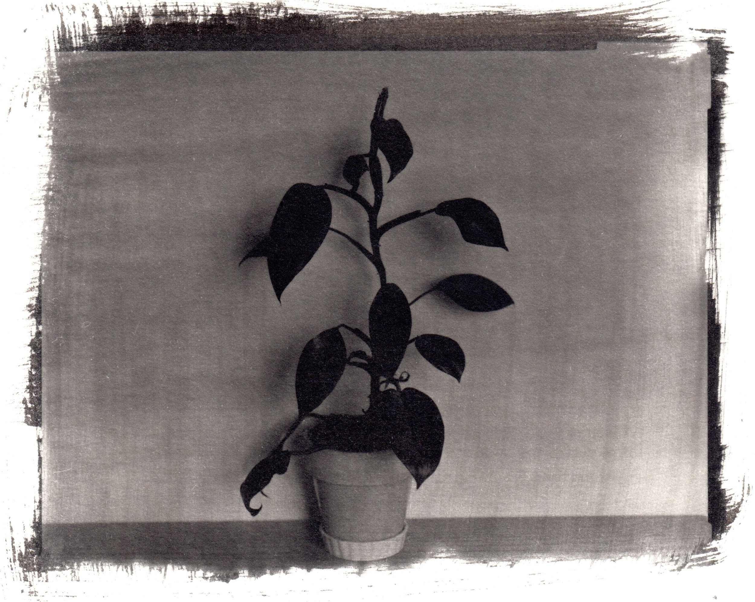 Bloody Mary Philodendron