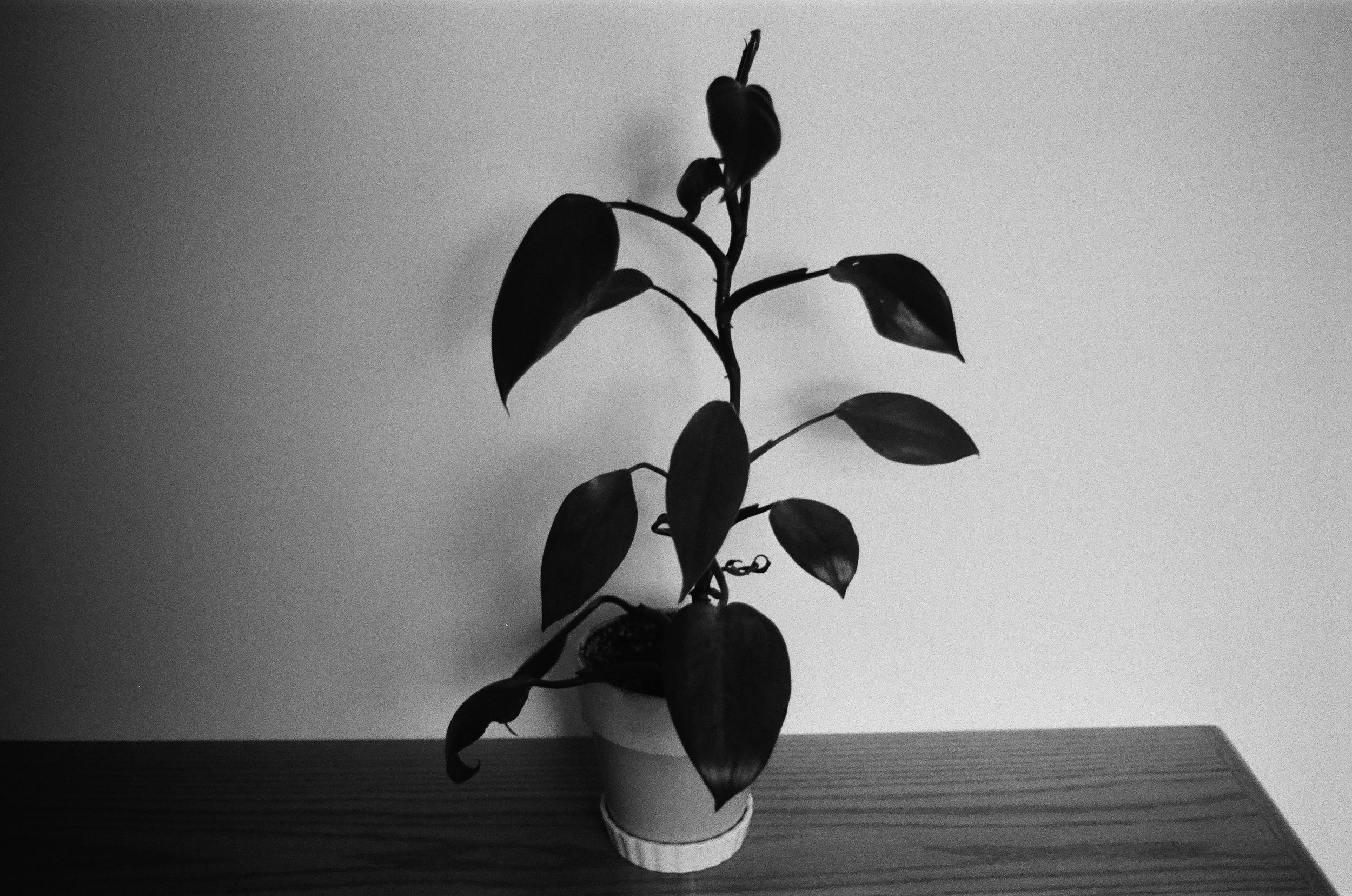 Bloody Mary Philodendron (Bethesda, Md.)