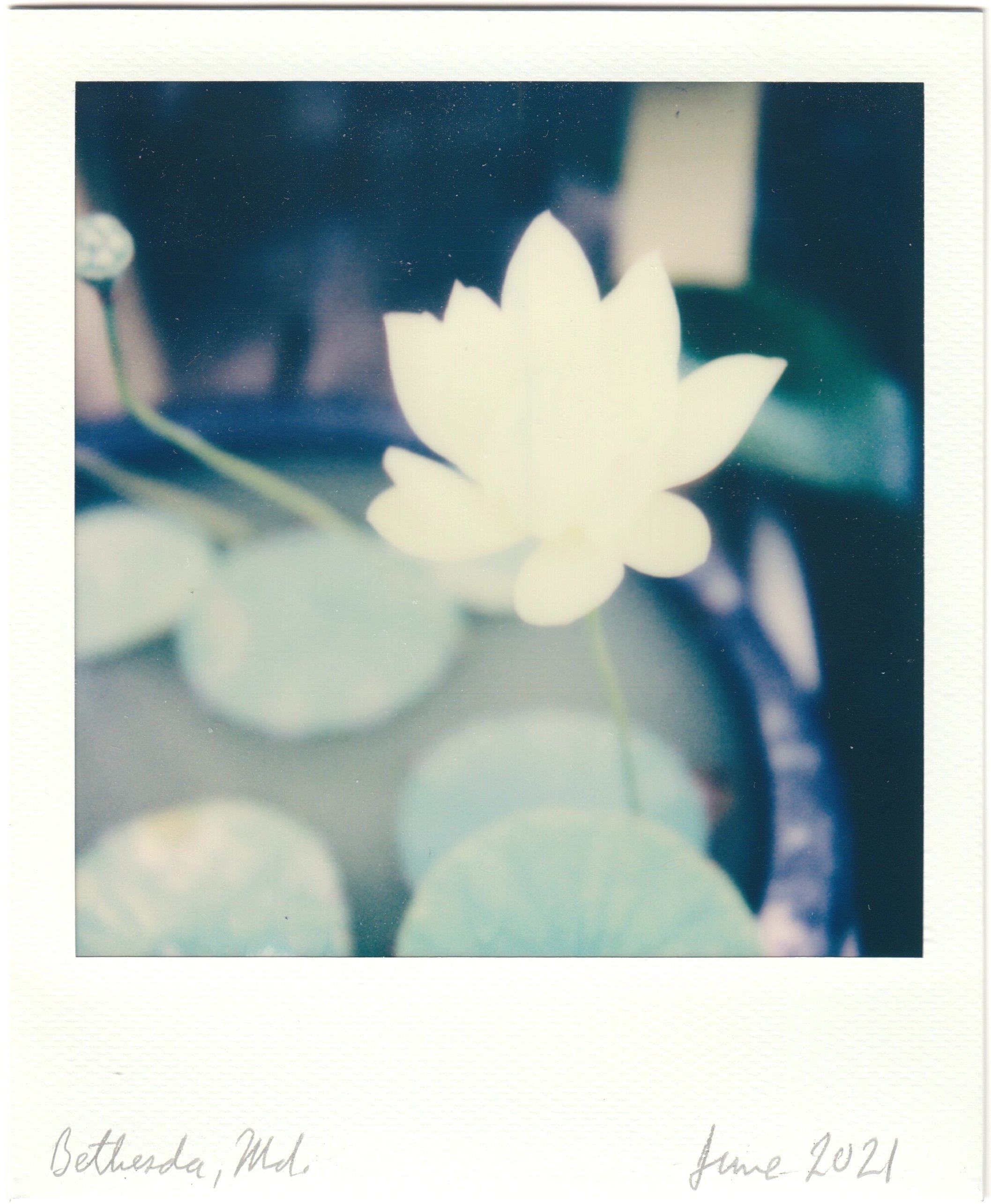 Water lilies in Bethesda, Md.