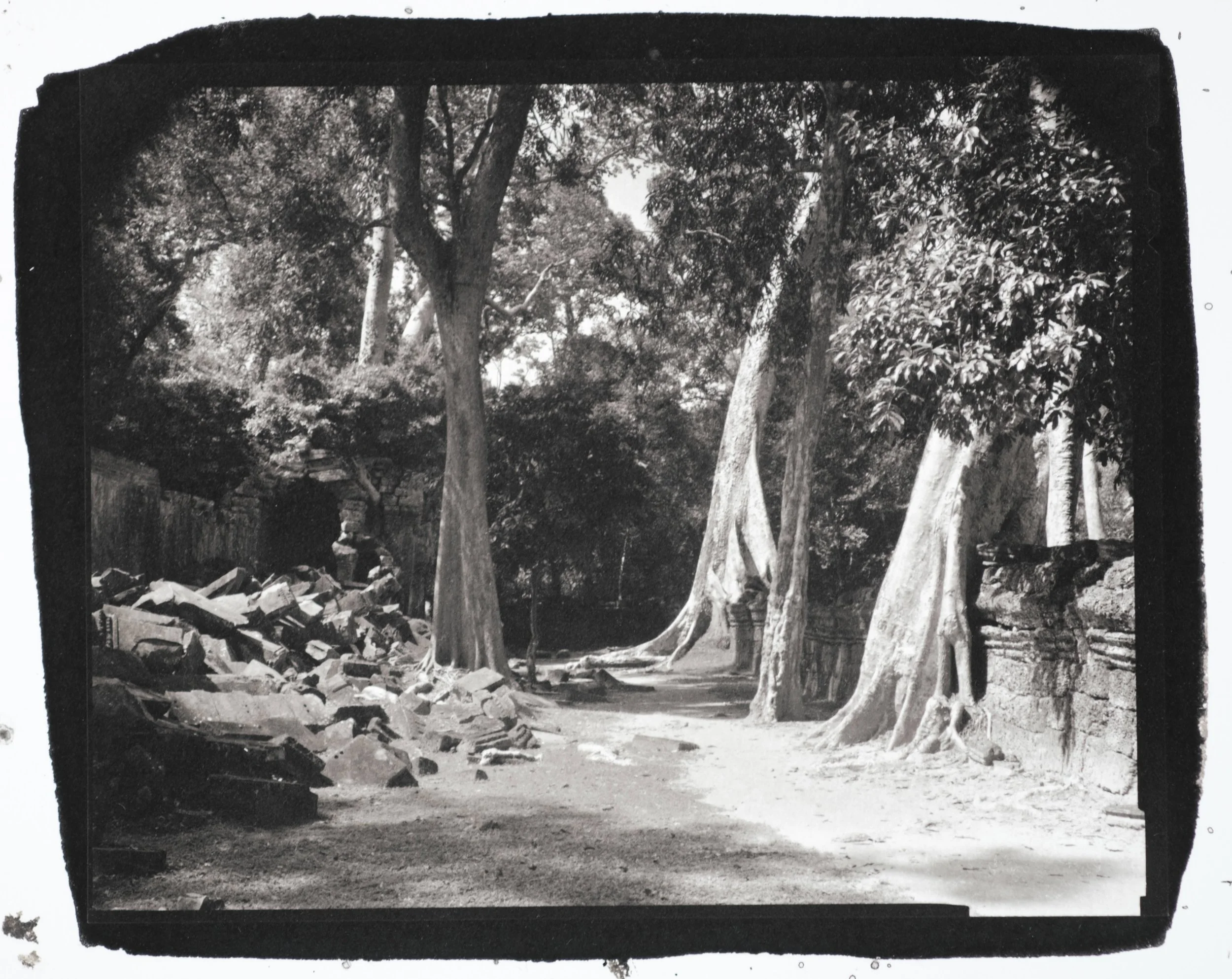 Kapok