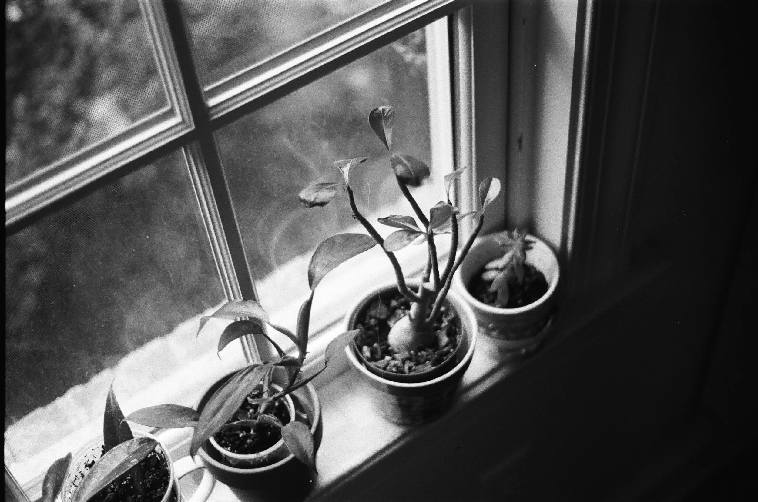 Desert rose and some others