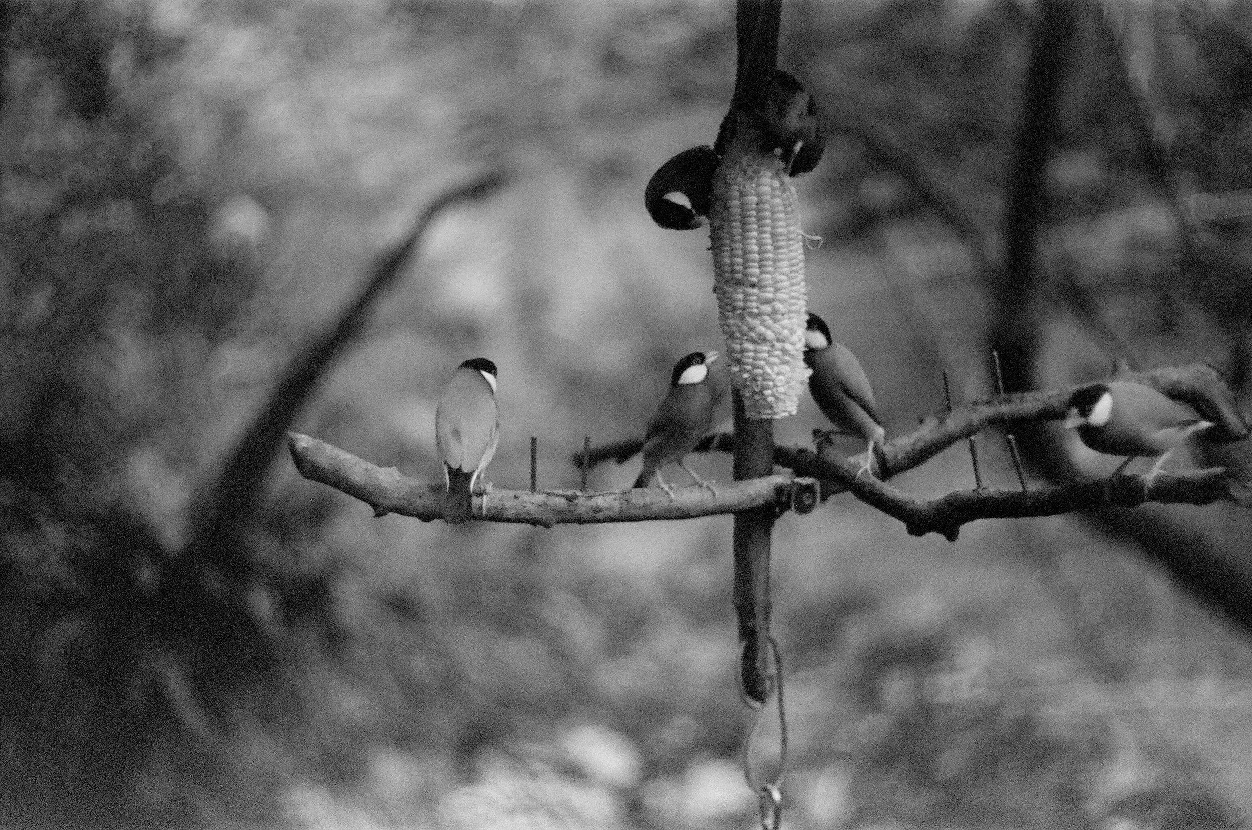 Edward Youde Aviary, Hong Kong Park 