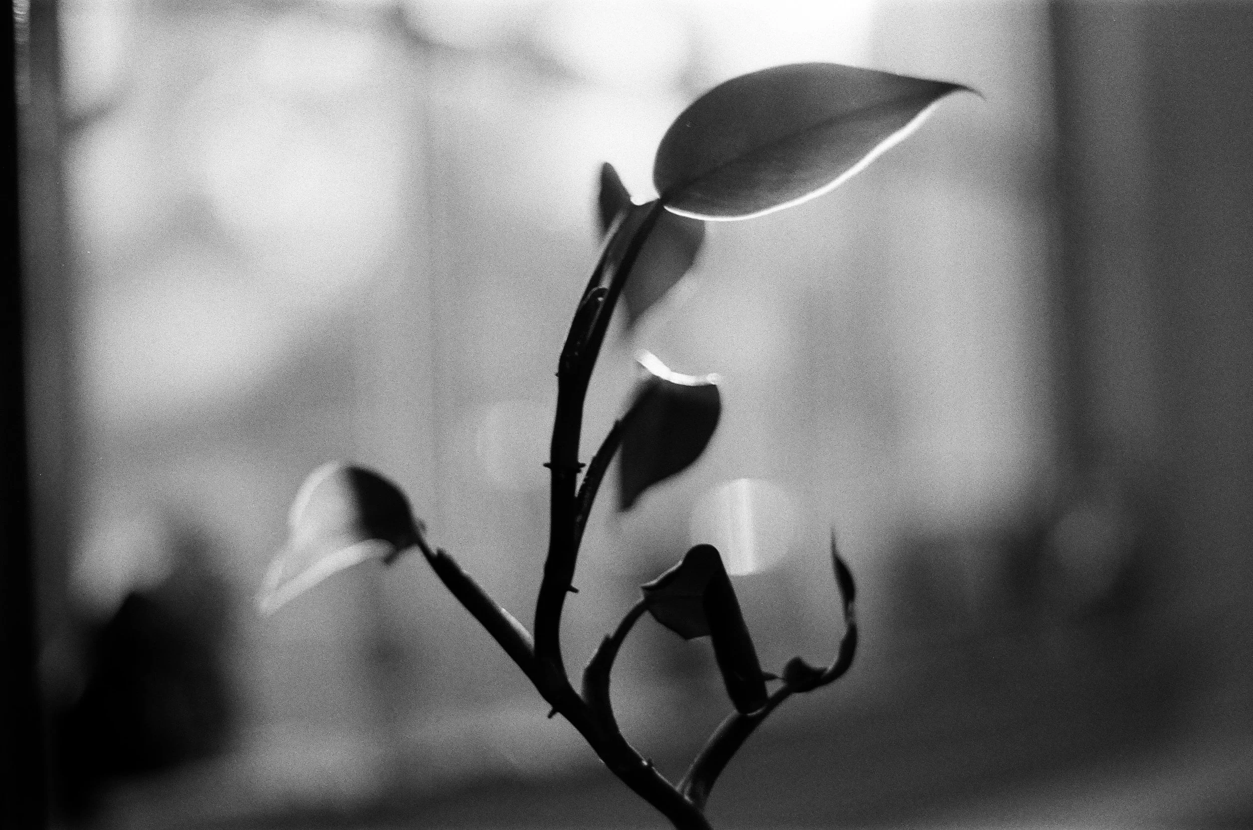 Houseplant bokeh