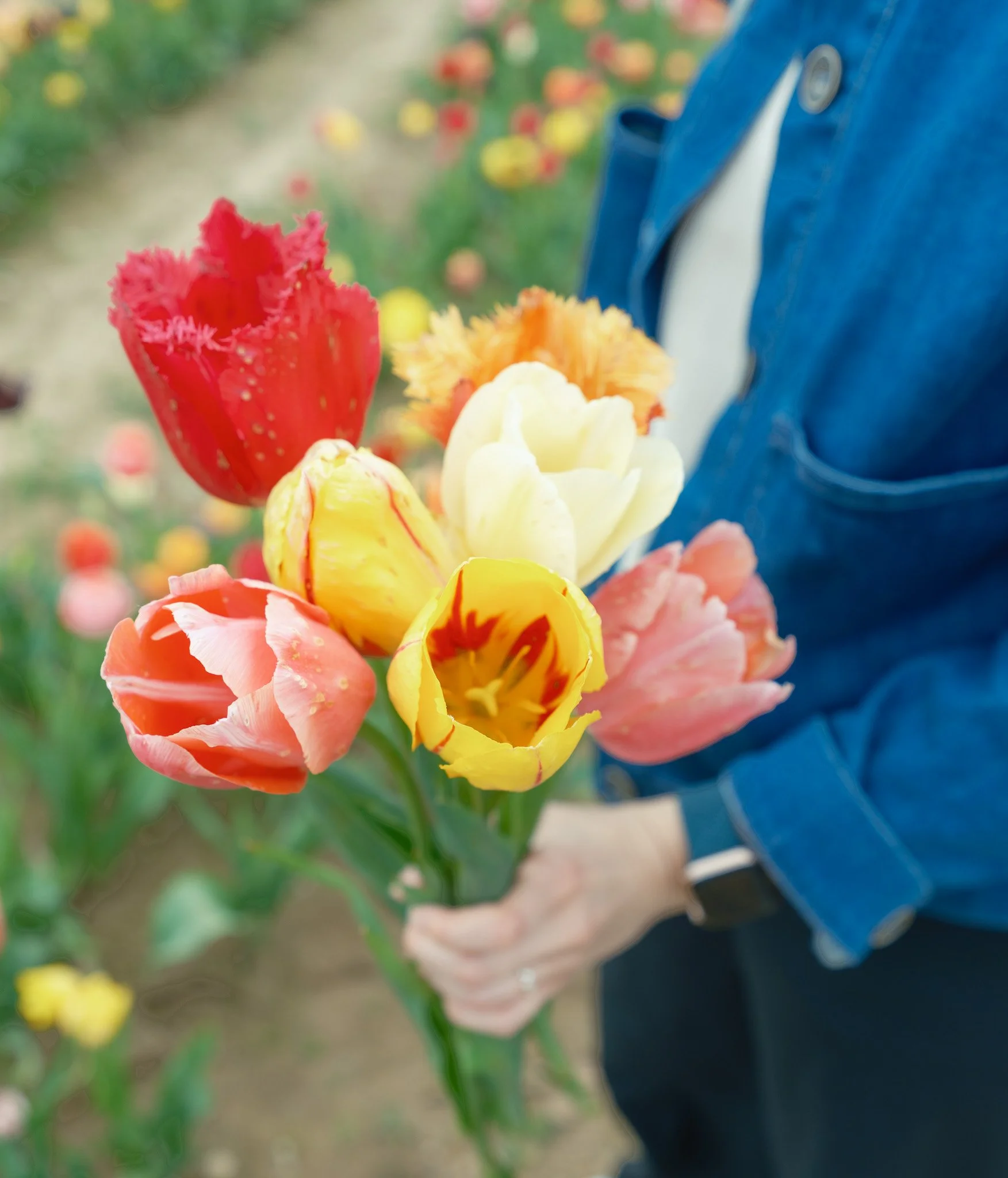 Photographie Antoine Georgelin, une femme tient des fleurs dans un champs à Bâle en Suisse