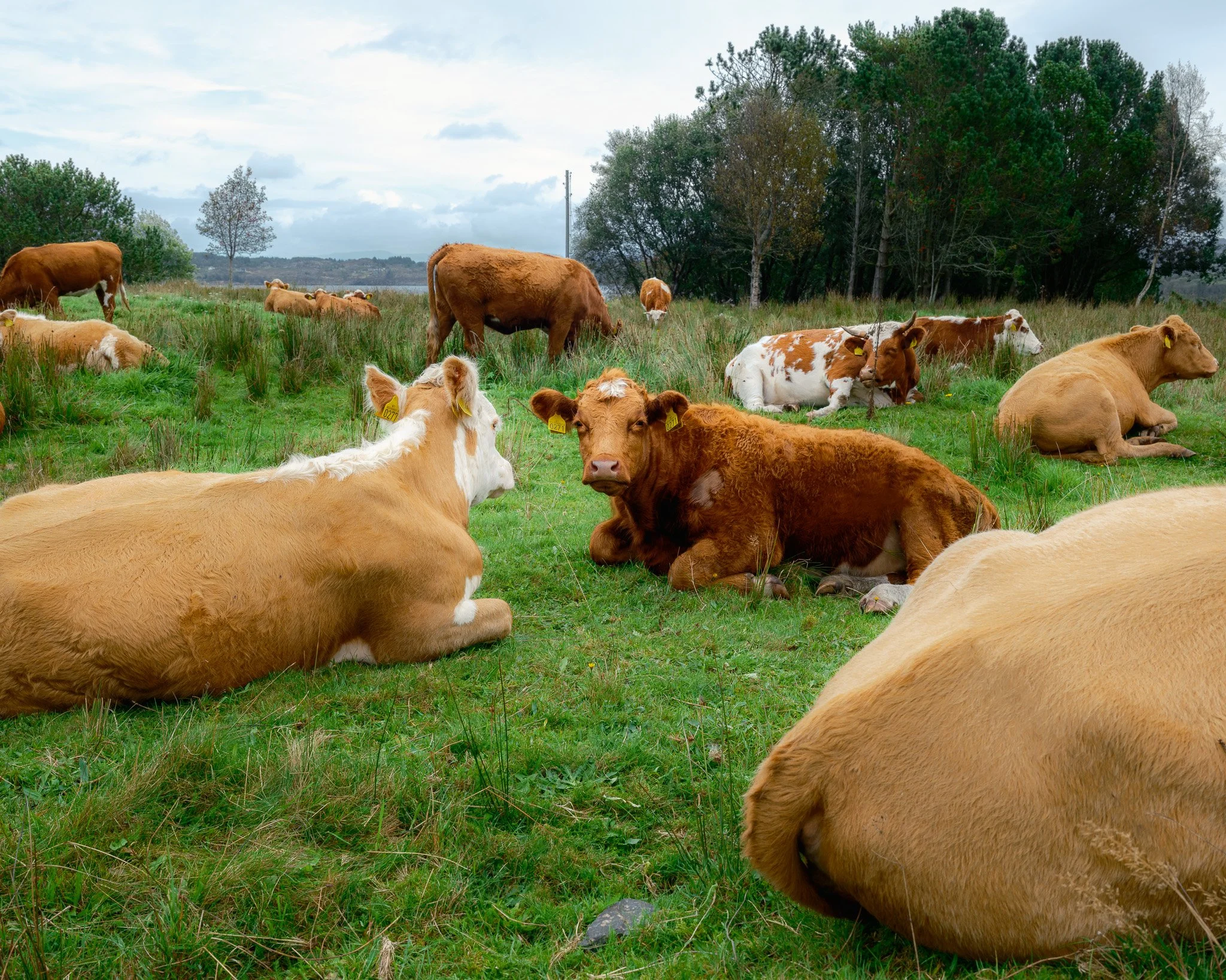 A herd of cows resting on a grassy field with trees and cloudy sky in the background.